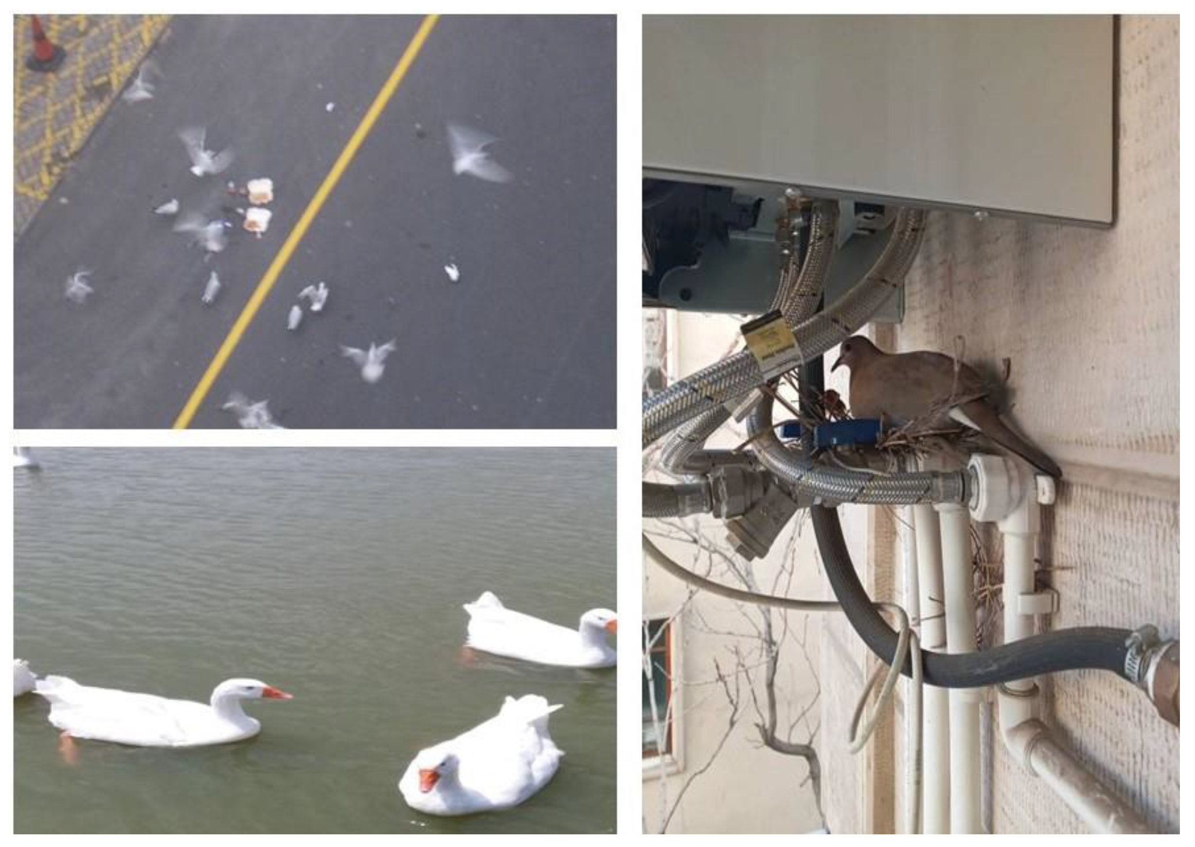 Animals 13 02347 g001