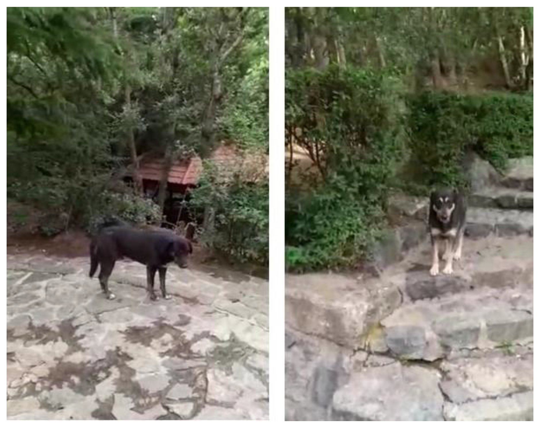 Animals 13 02347 g004