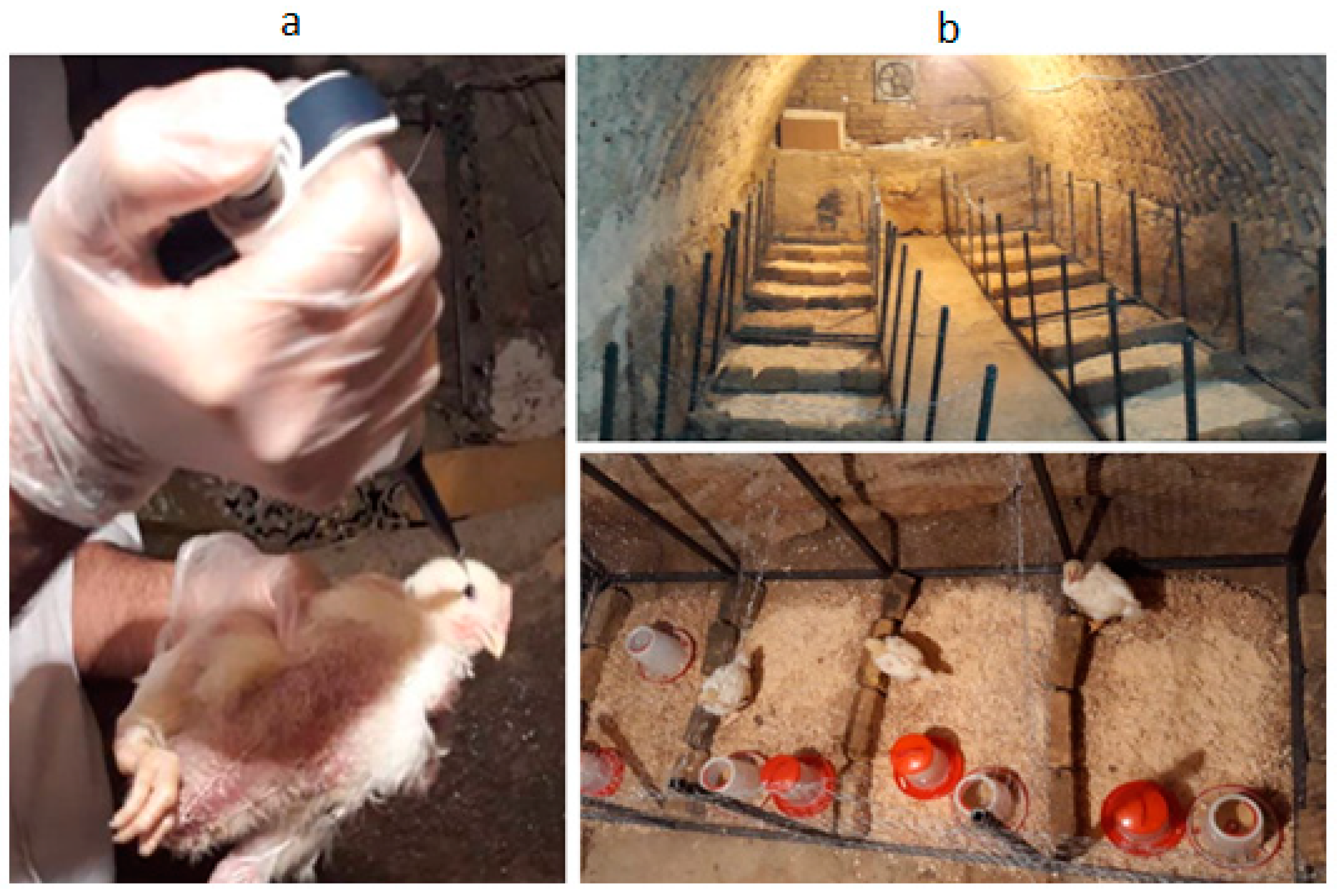 Animals 13 02348 g001