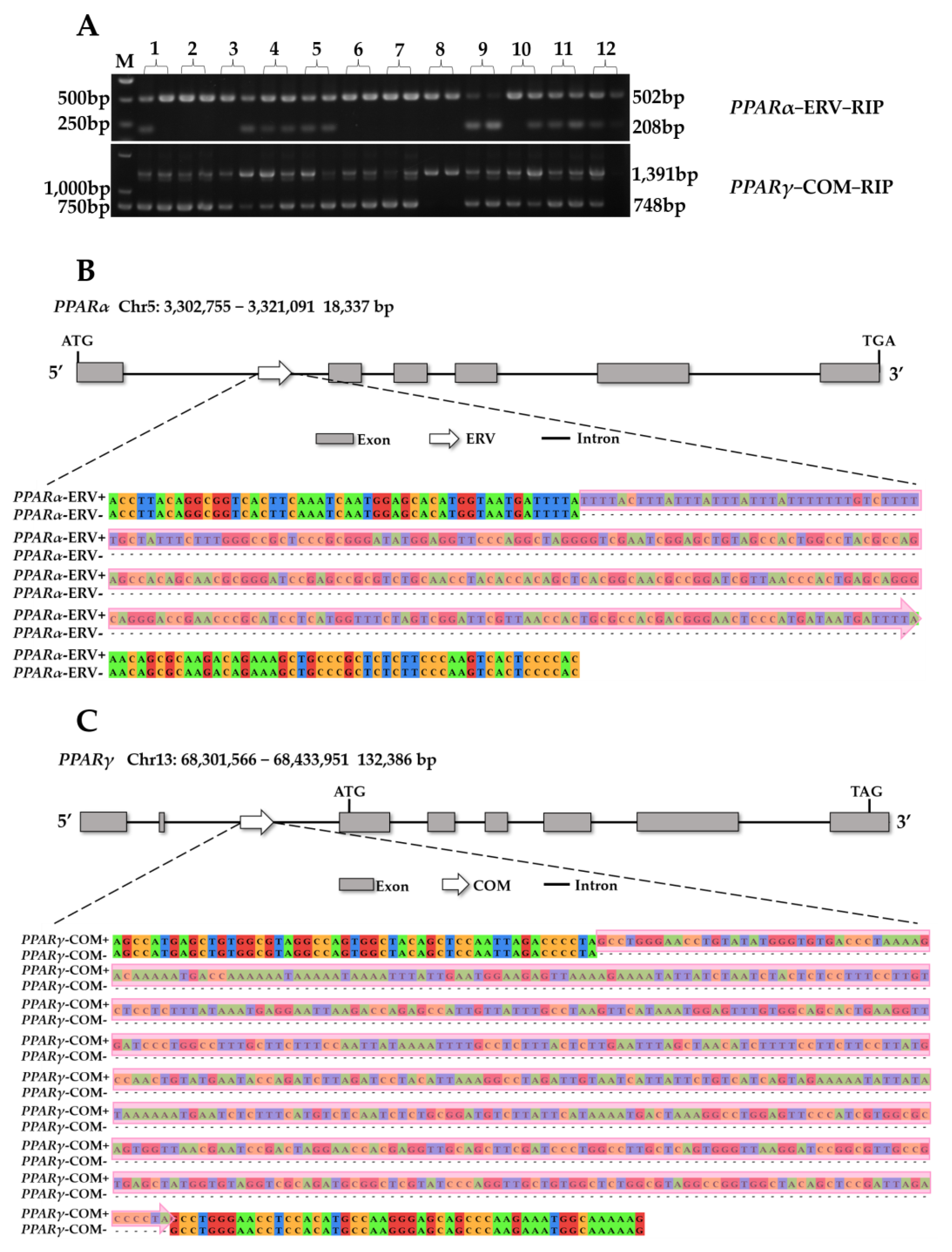 Animals 13 02355 g001 Animals 13 02355 g001