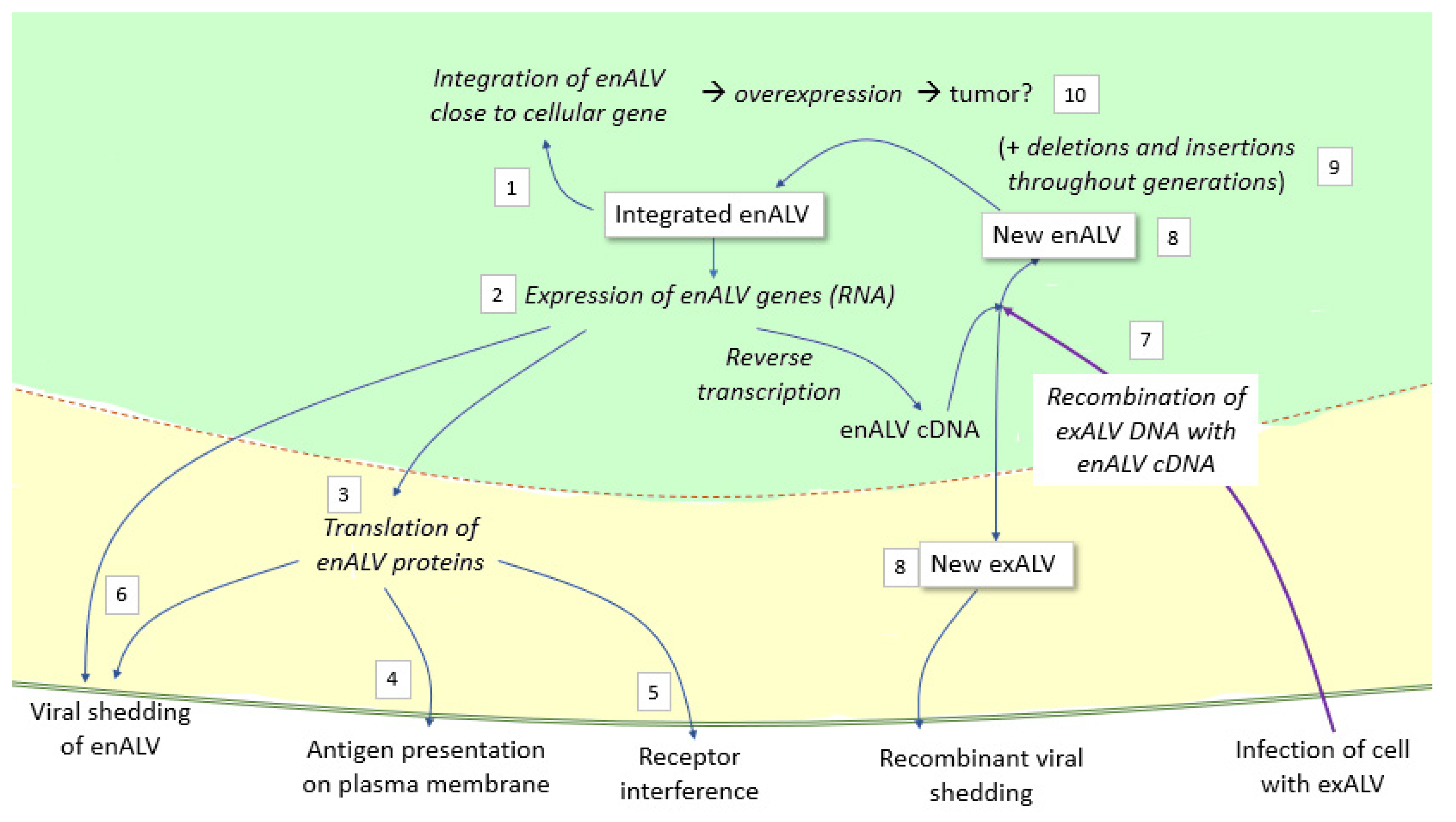 Animals 13 02358 g002