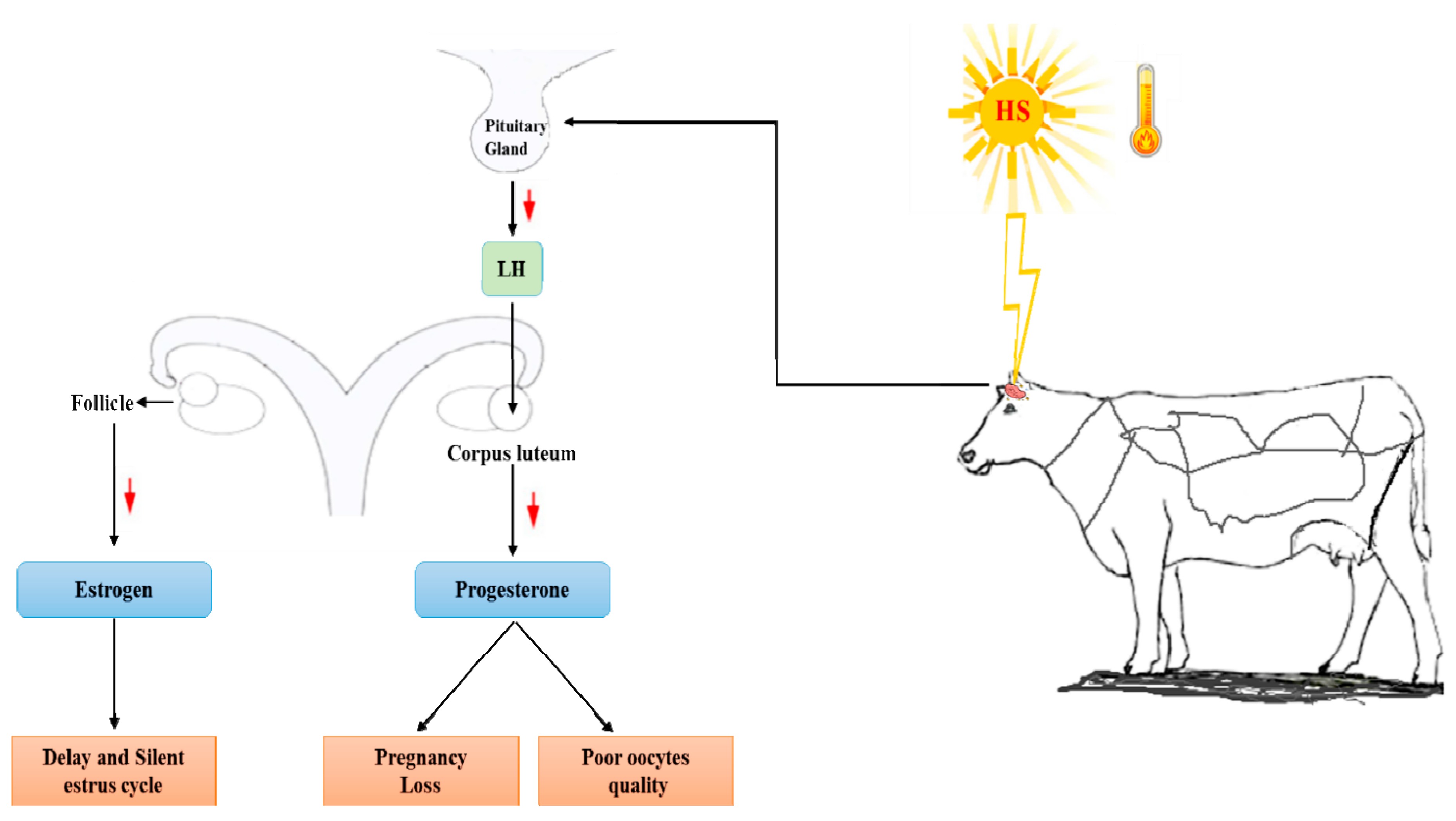 In sexual selection and thermoregulation, bigger is better, at