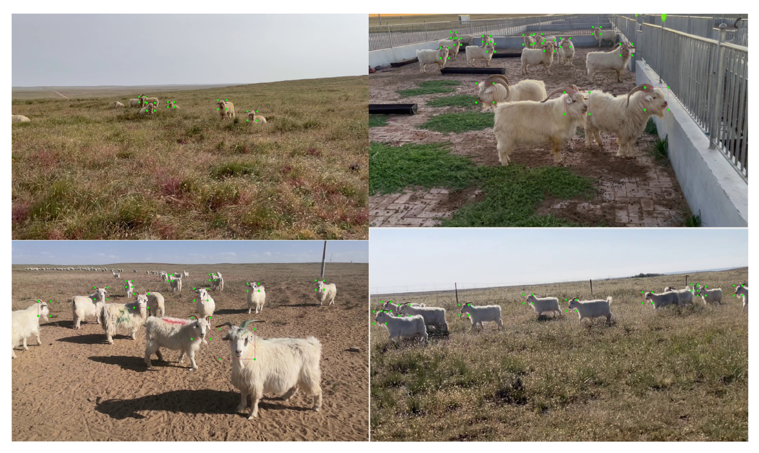 Animals 13 02365 g006 Animals 13 02365 g006