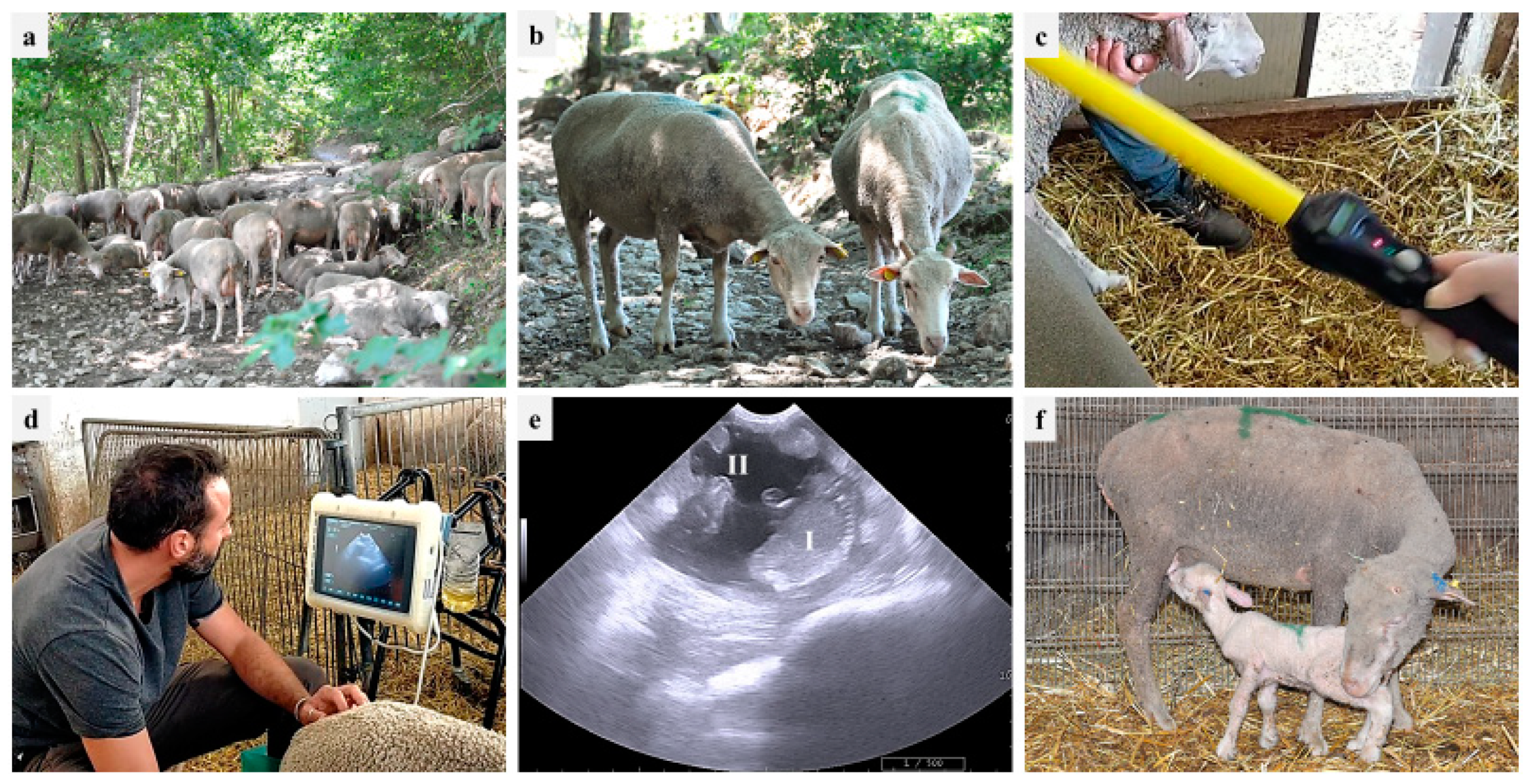 Animals 13 02371 g001