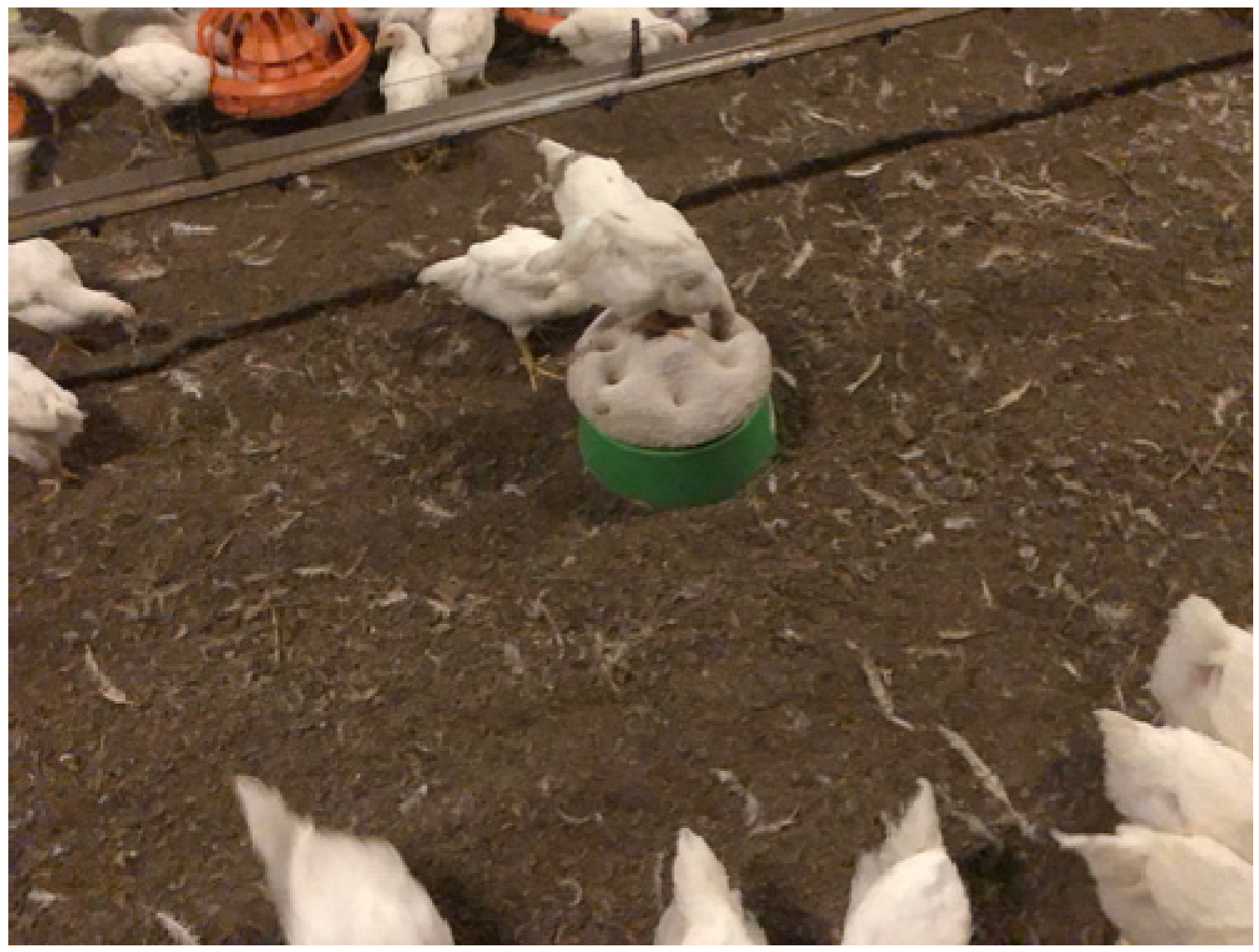 Animals 13 02372 g001 Animals 13 02372 g001