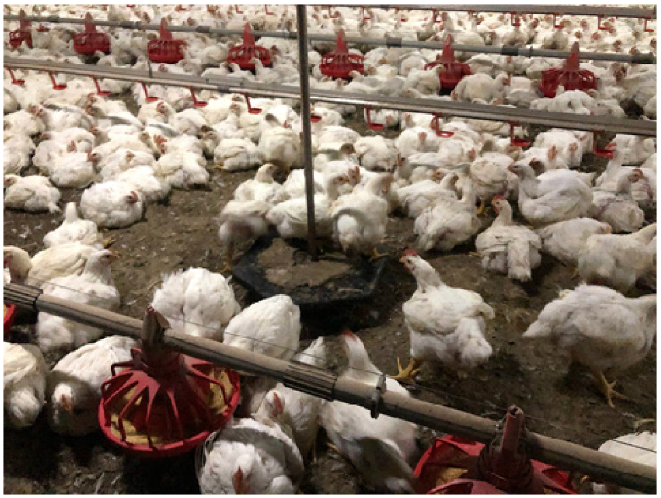 Animals 13 02372 g004 Animals 13 02372 g004