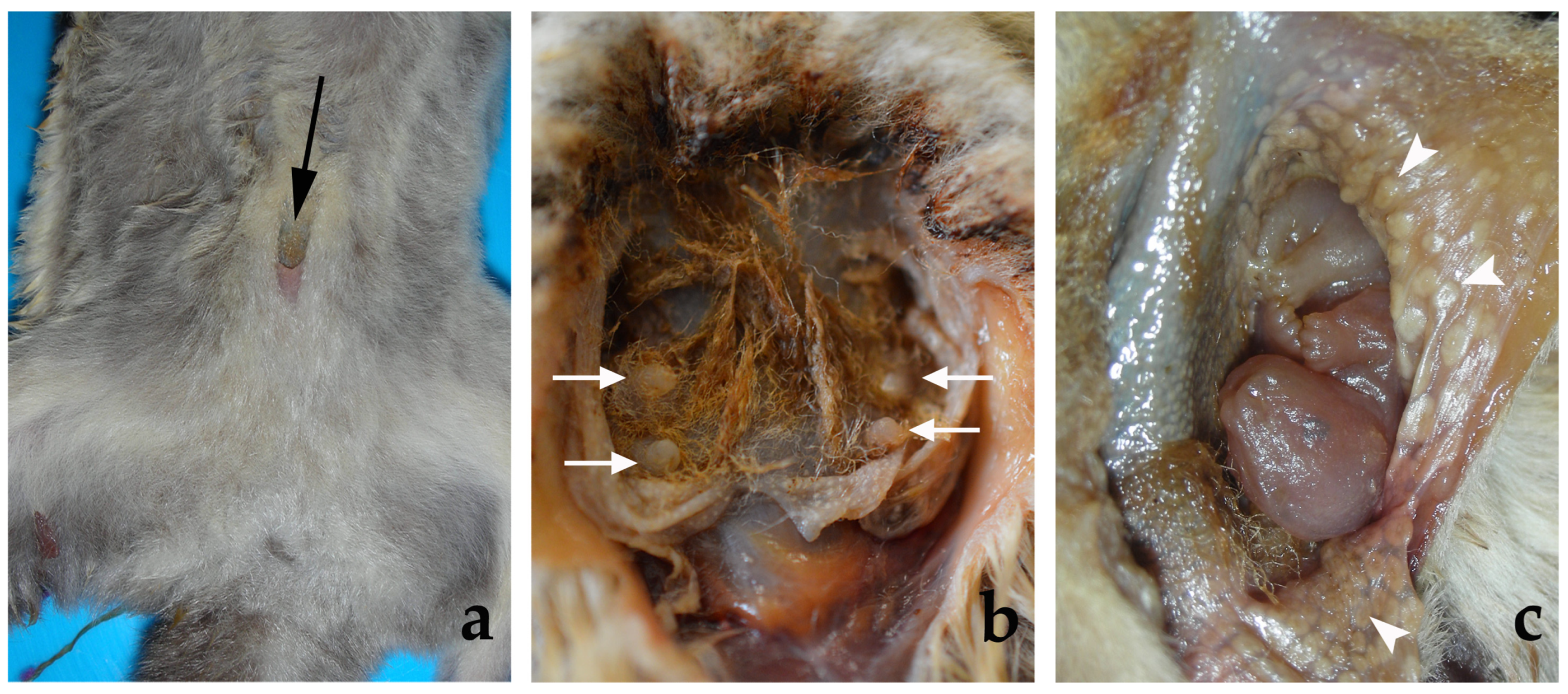 Animals 13 02377 g001