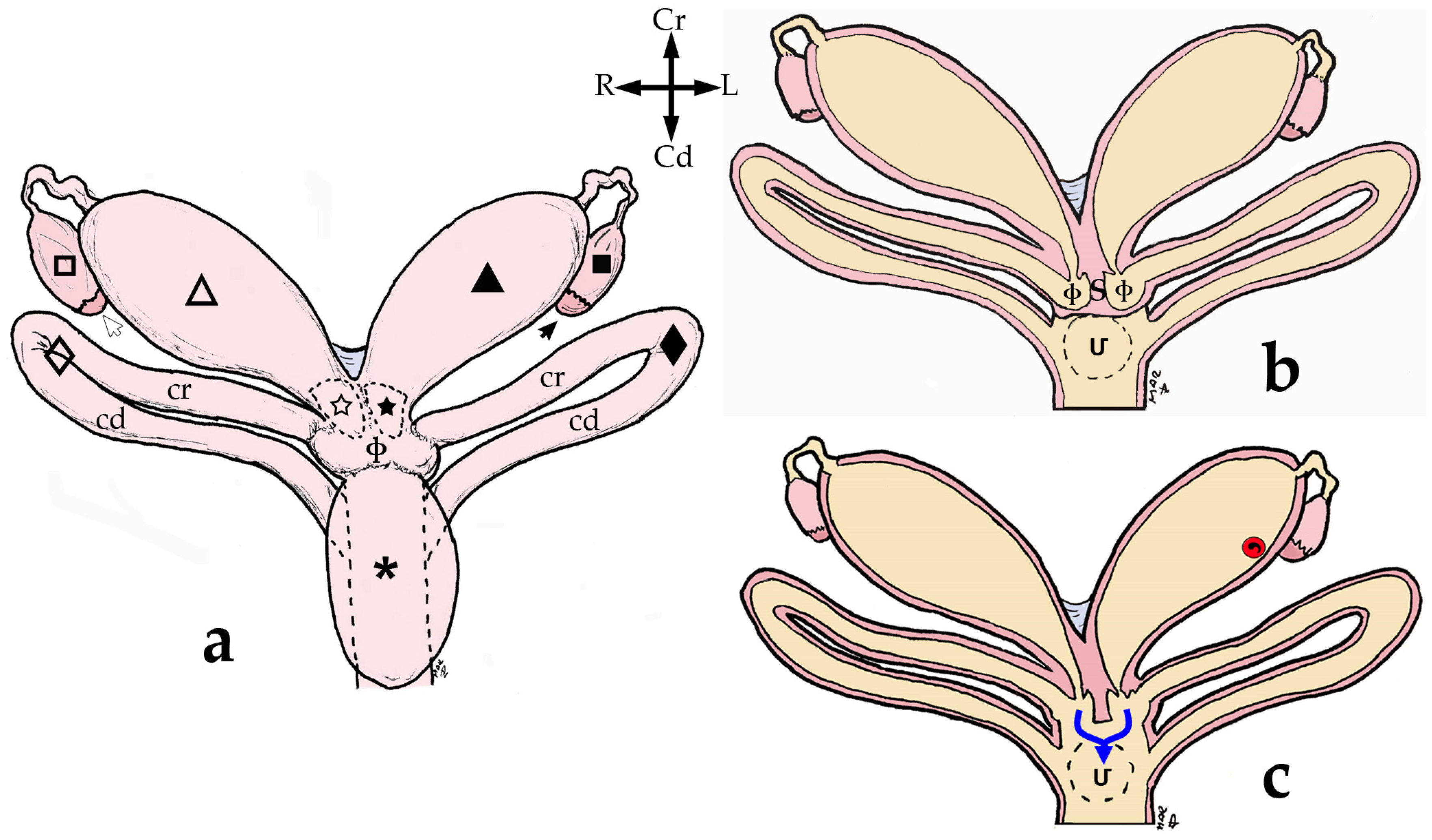 Animals 13 02377 g003