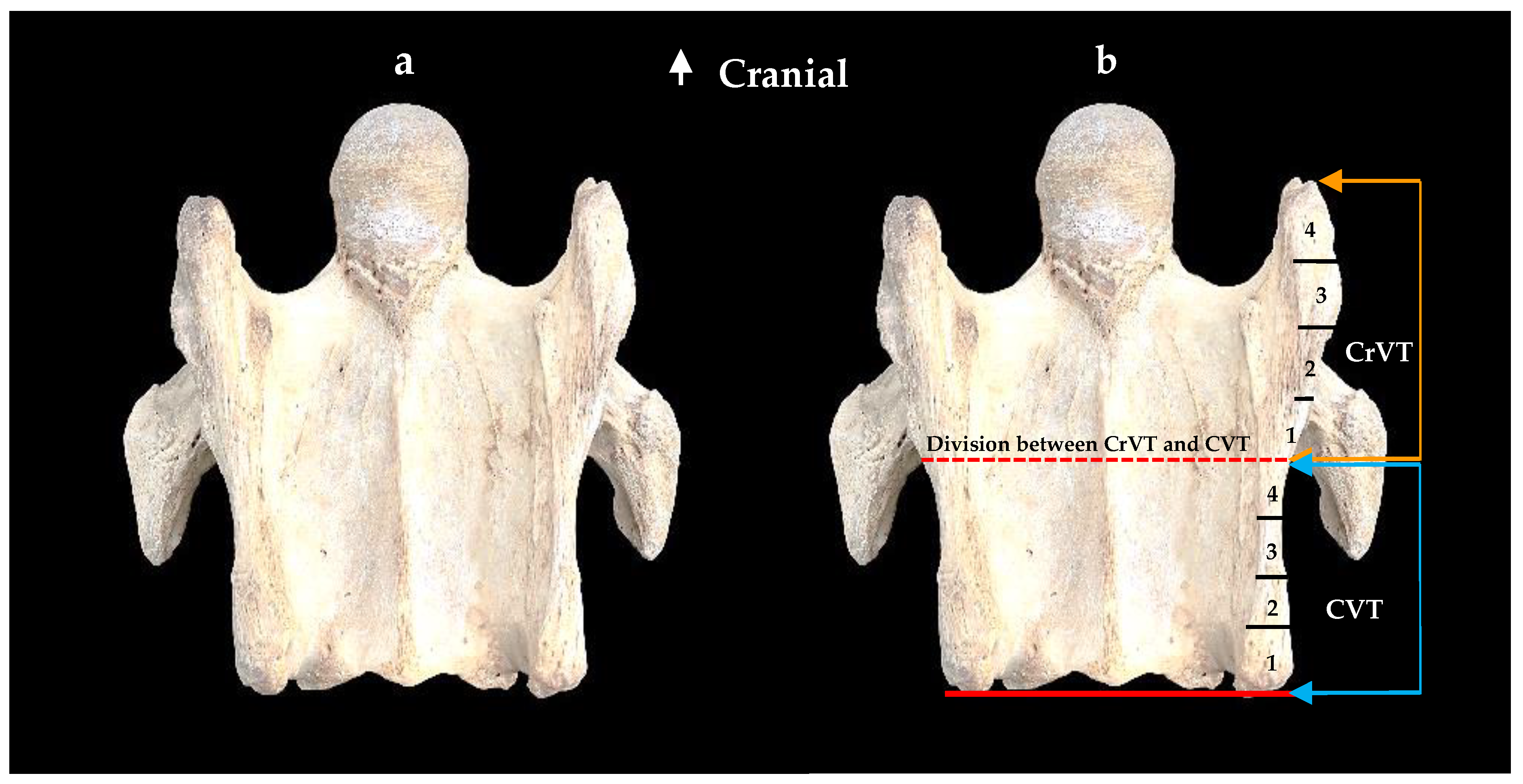 Animals 13 02384 g002 Animals 13 02384 g002