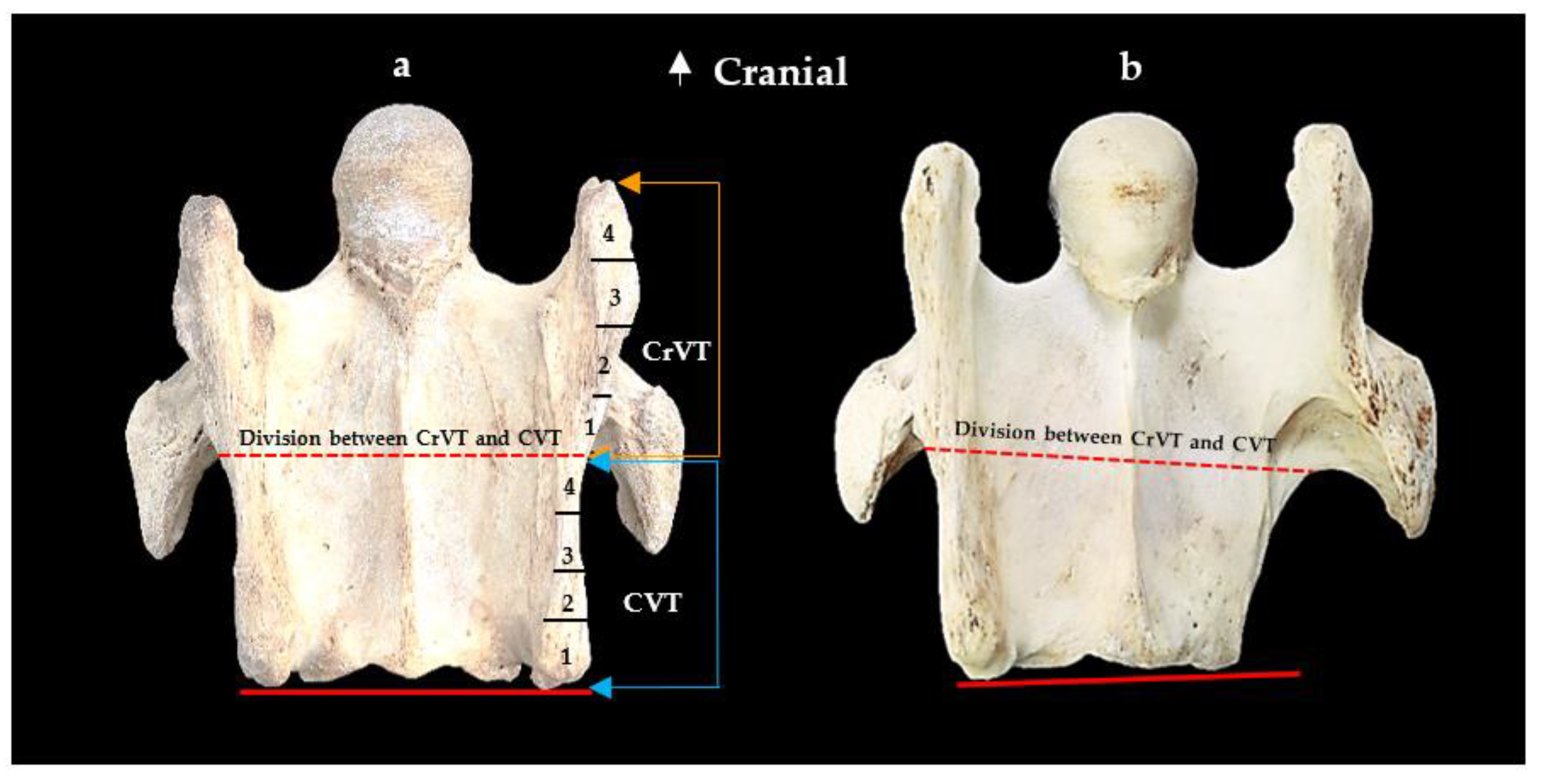 Animals 13 02384 g003 Animals 13 02384 g003