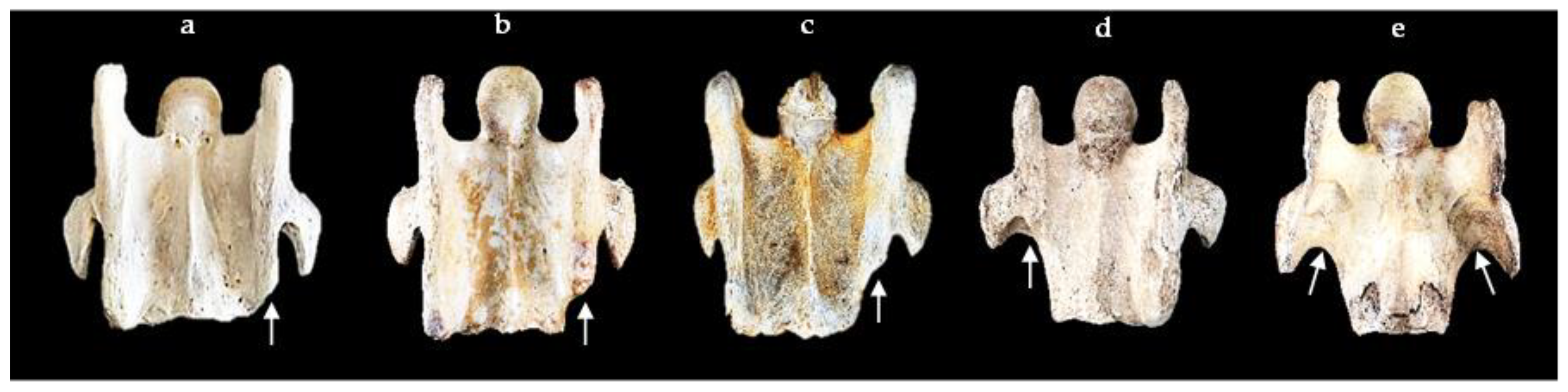 Animals 13 02384 g004 Animals 13 02384 g004