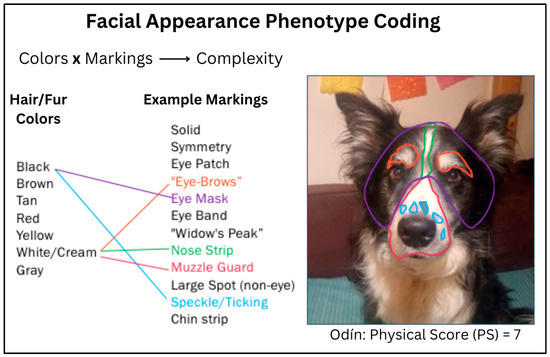 Medical eye patch for dogs sale