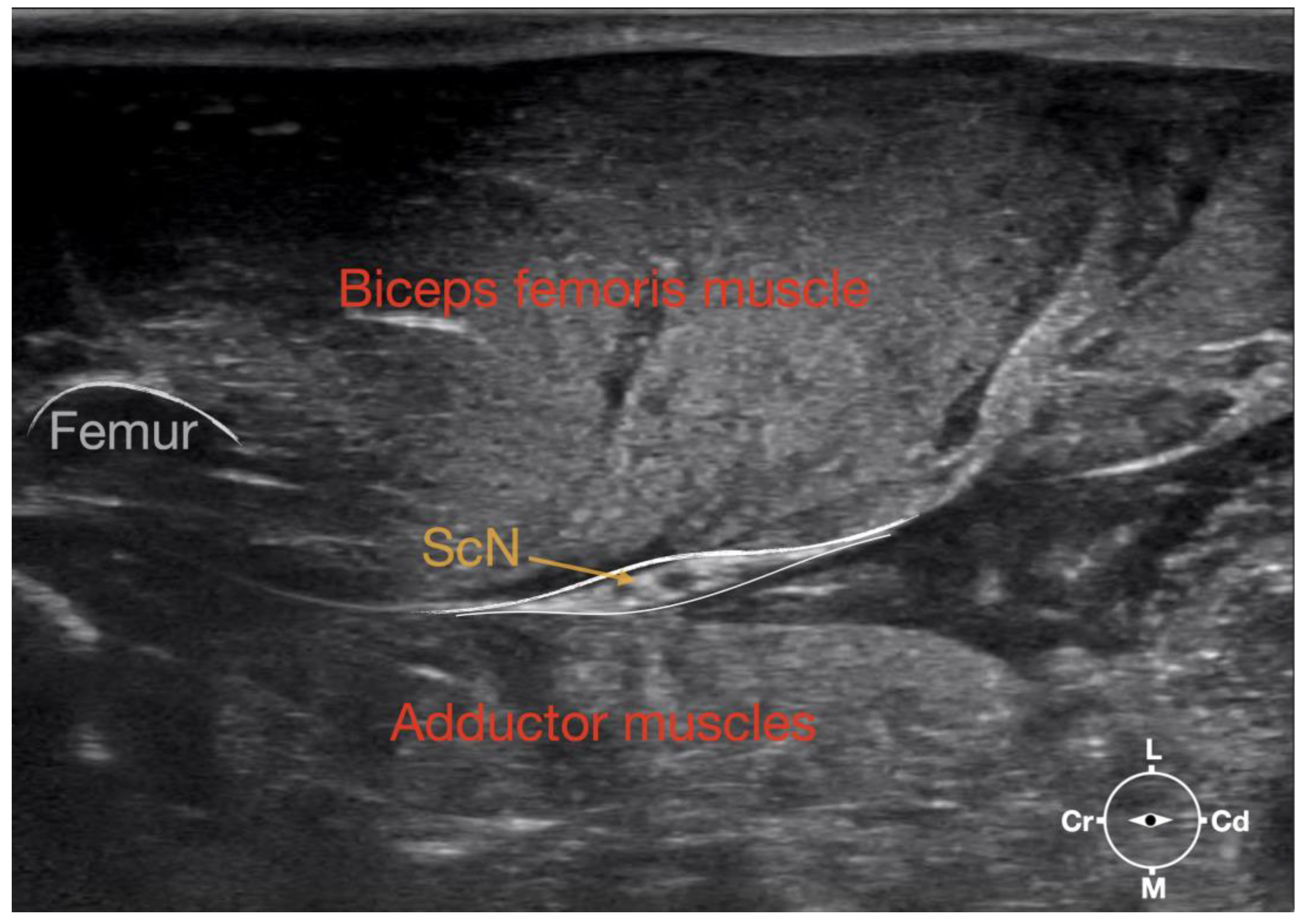 Animals 13 02393 g001