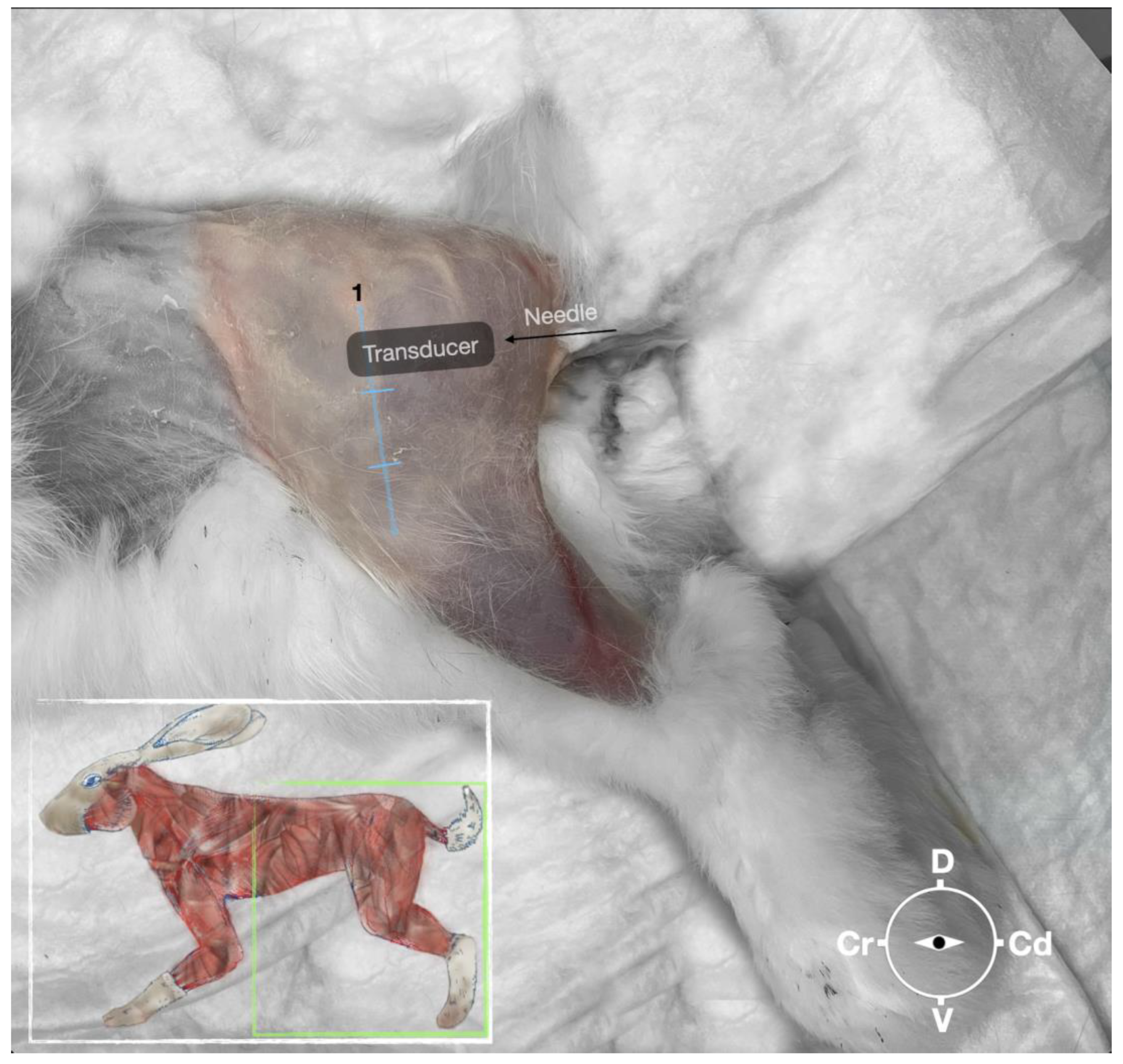 Animals 13 02393 g002