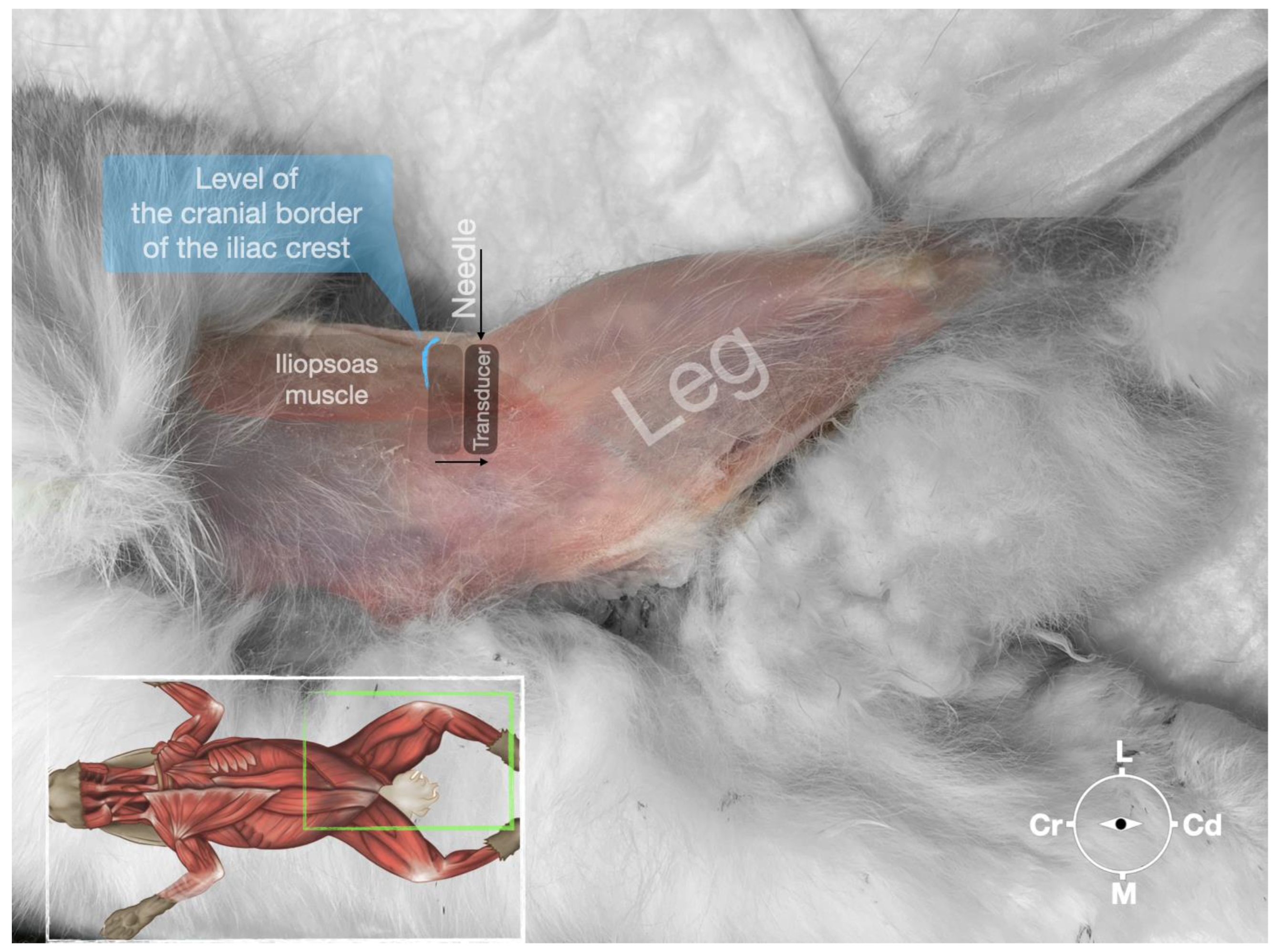 Animals 13 02393 g005