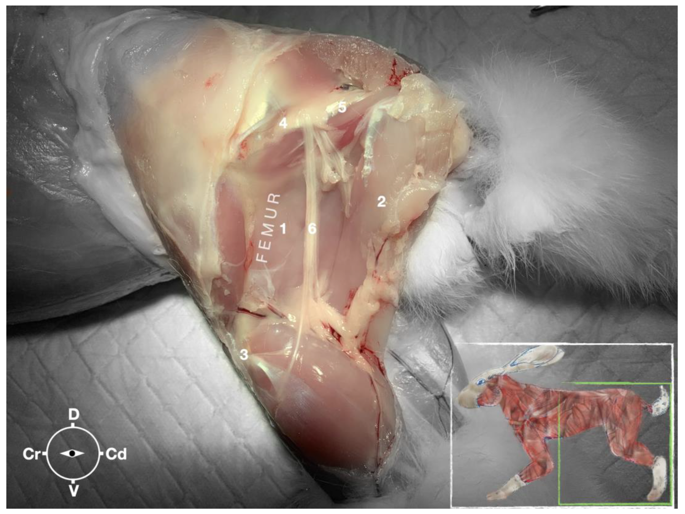 Animals 13 02393 g007