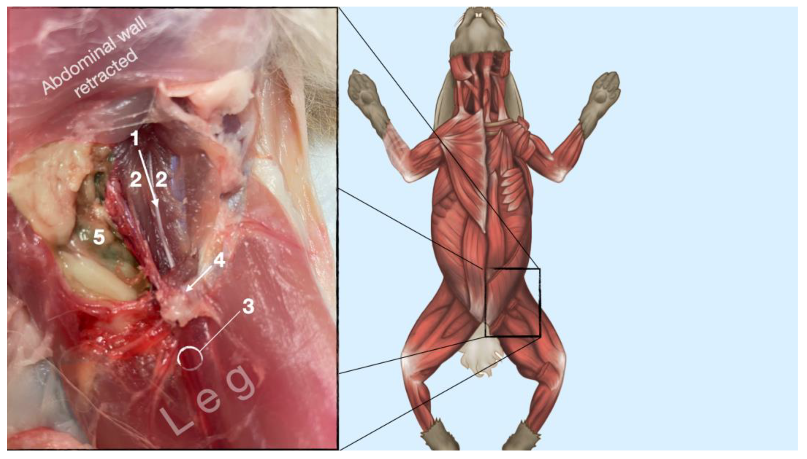 Animals 13 02393 g008