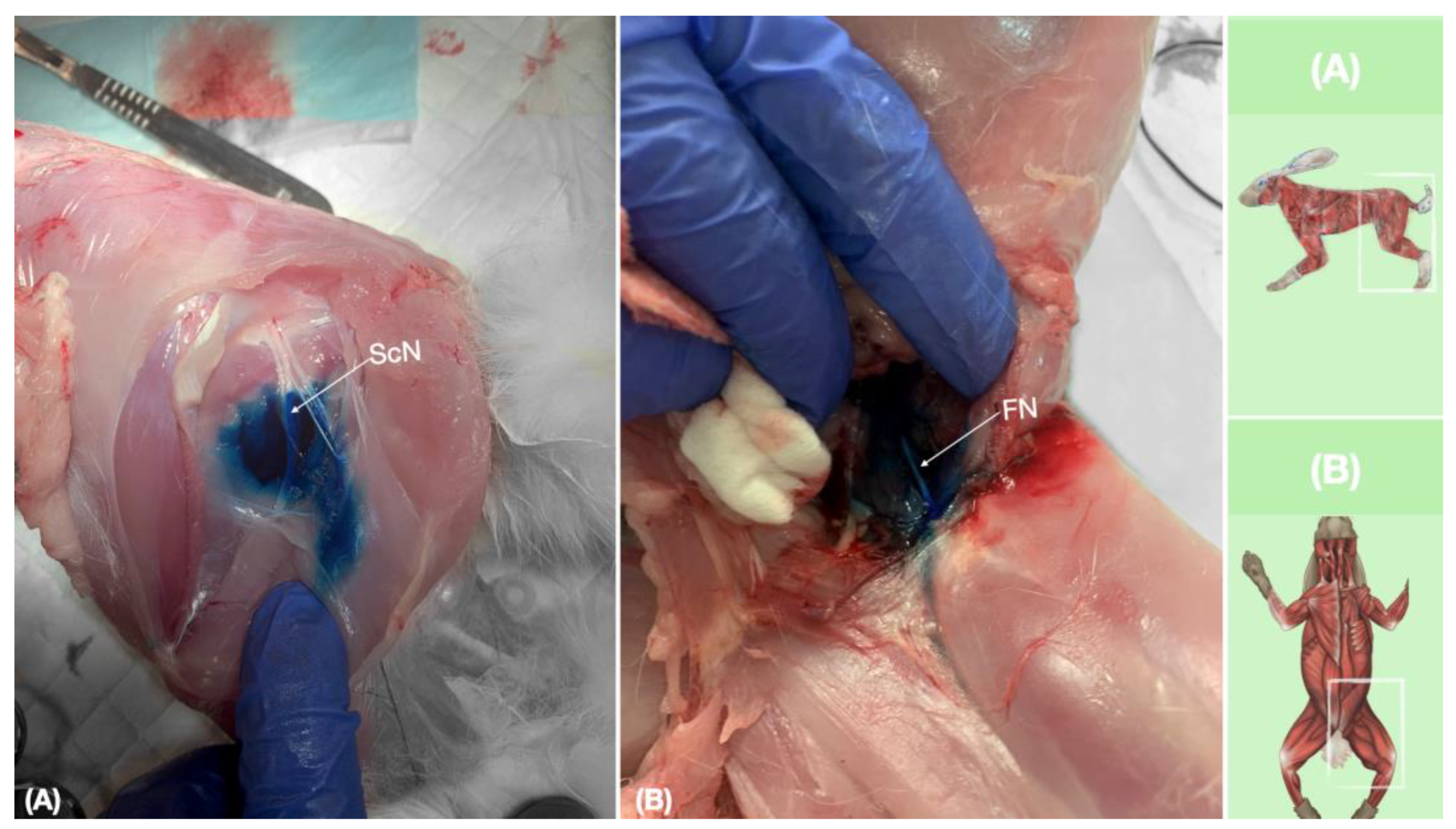 Animals 13 02393 g009