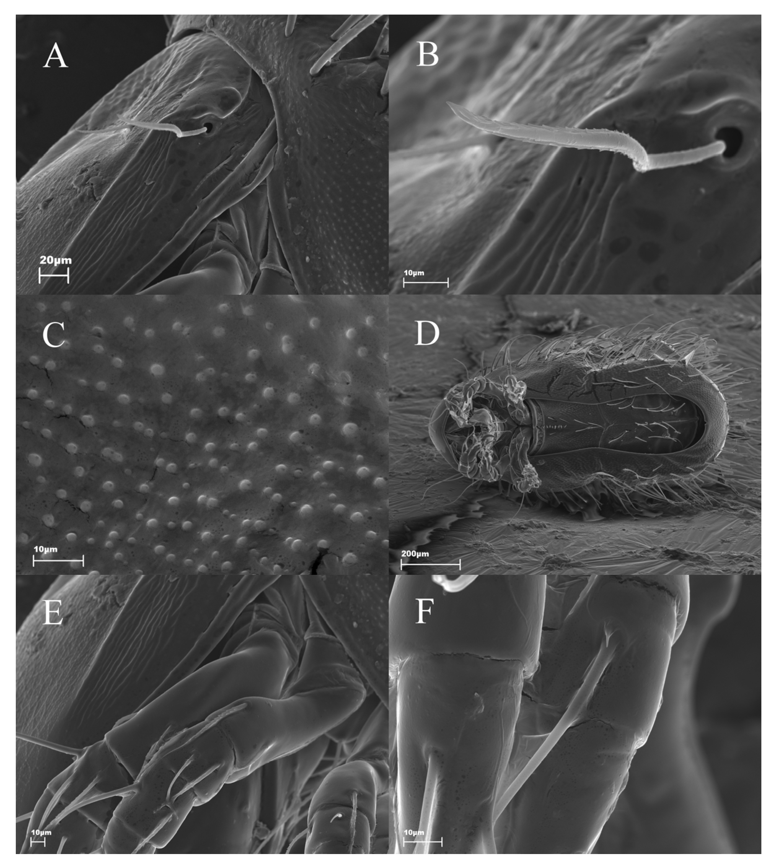 Animals 13 02403 g004 550