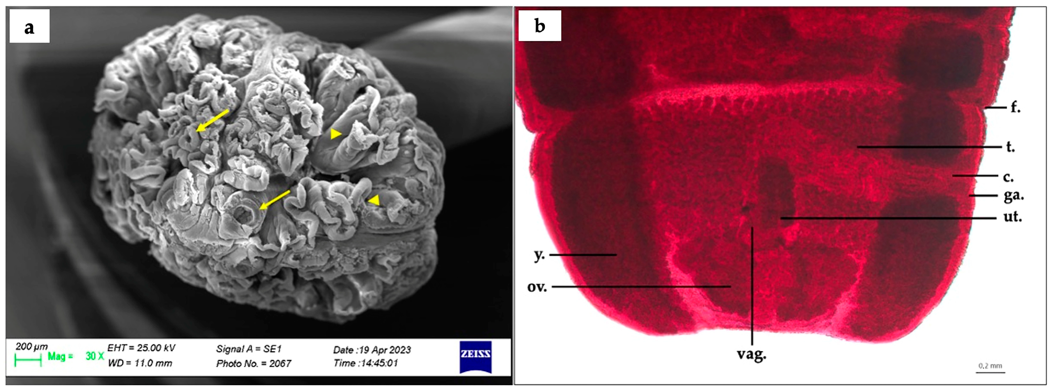 Animals 13 02405 g002