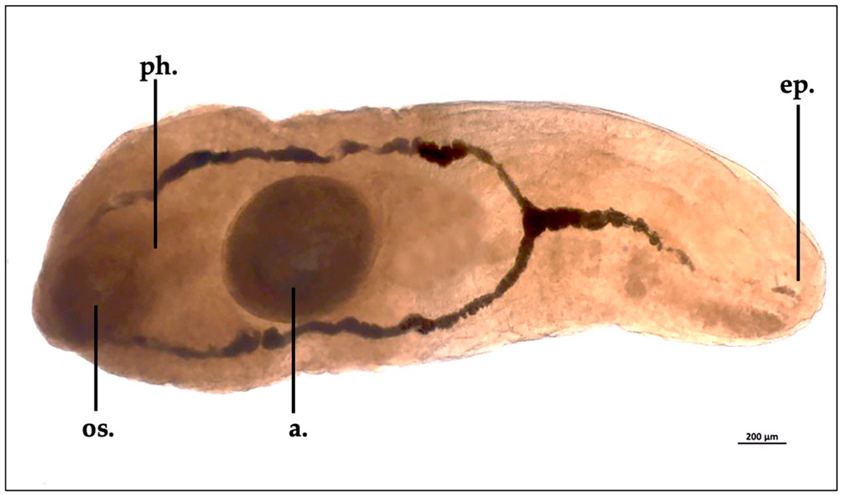 Animals 13 02405 g003