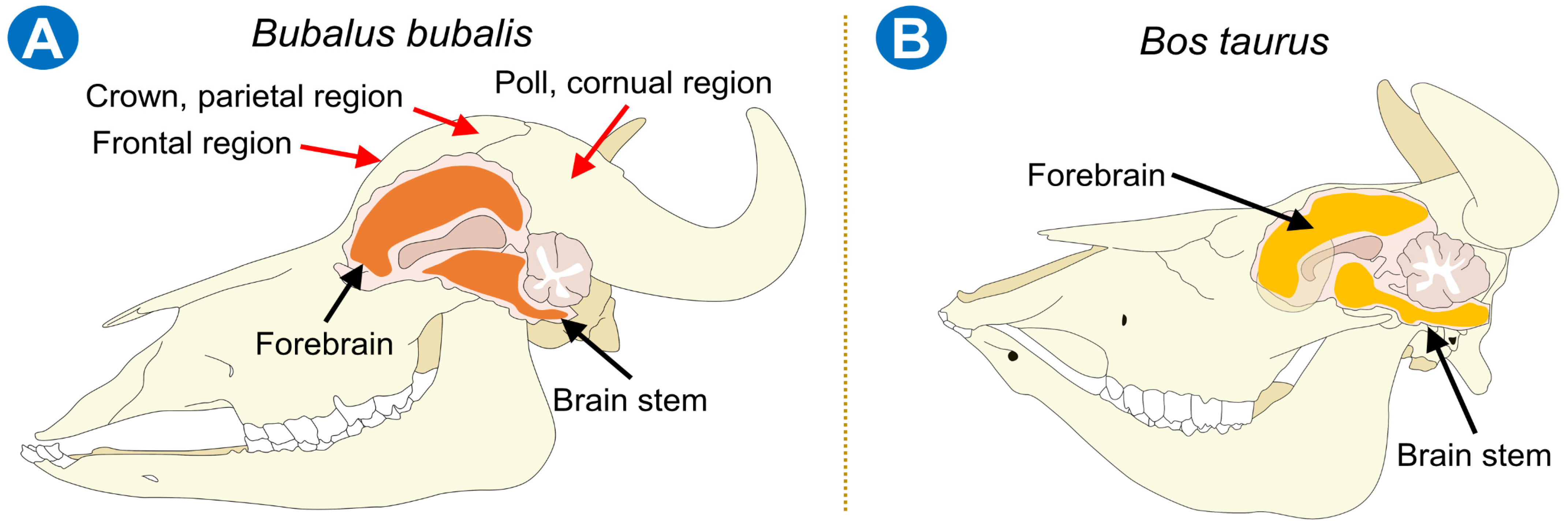 Animals 13 02406 g001 Animals 13 02406 g001