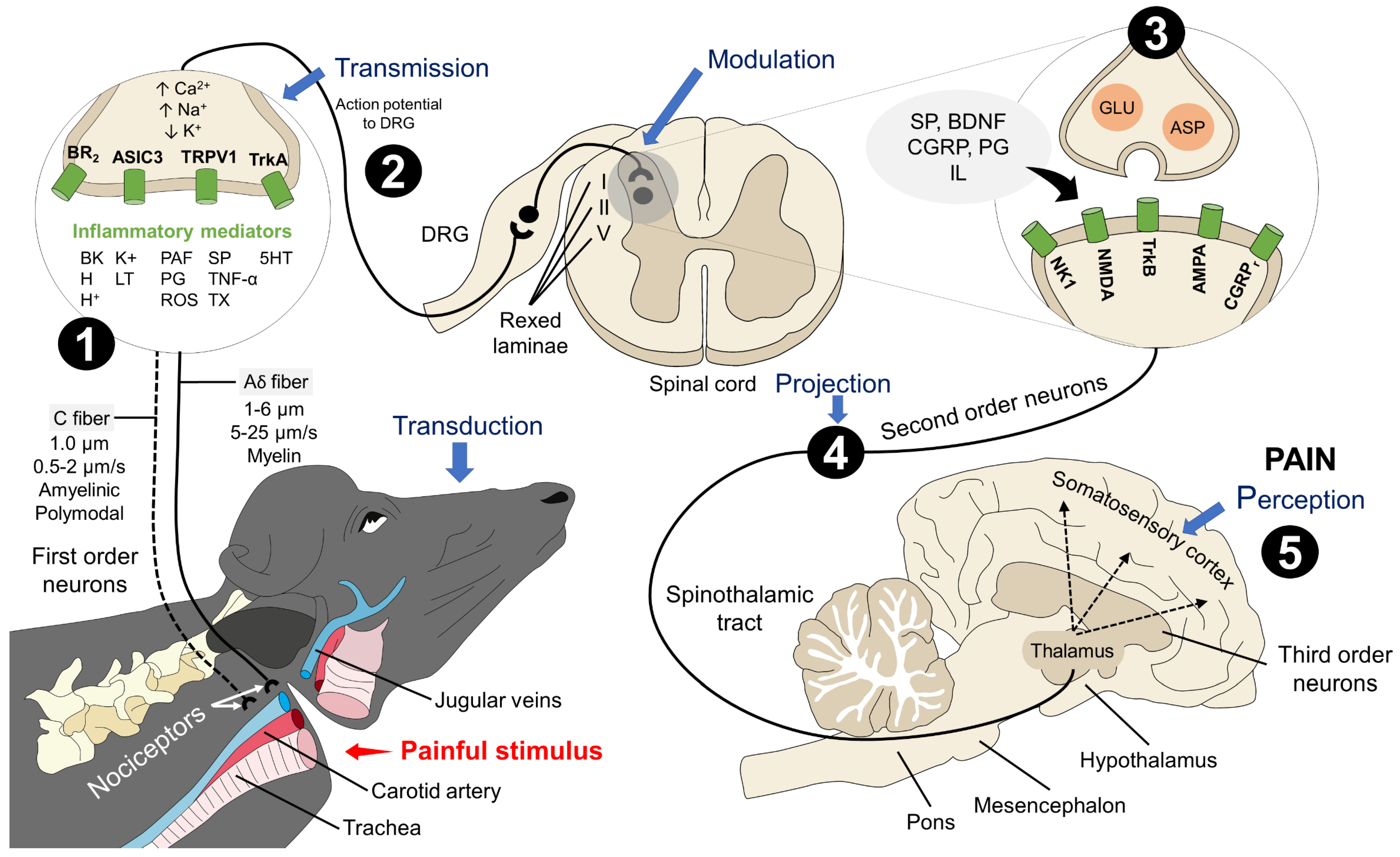 Animals 13 02406 g002 Animals 13 02406 g002