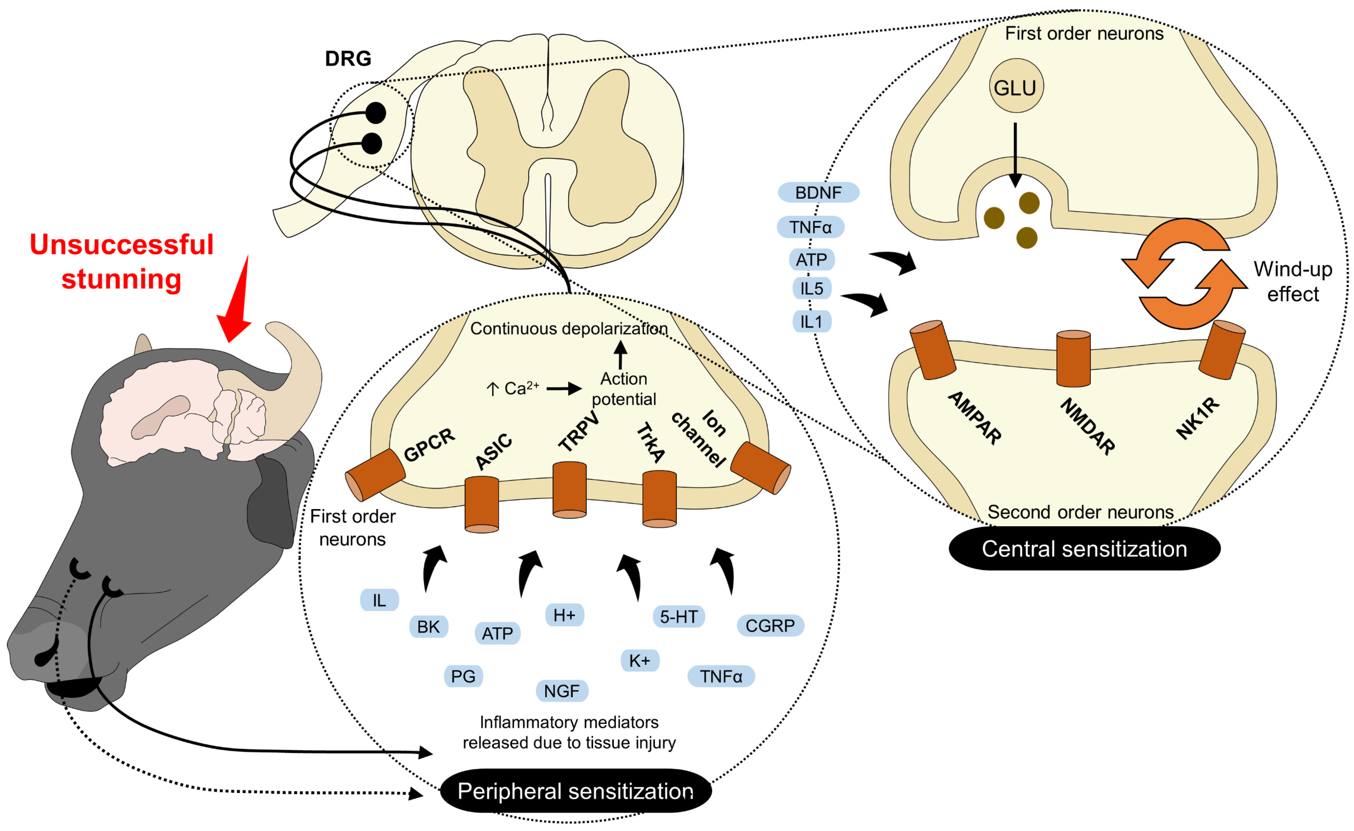Animals 13 02406 g003 Animals 13 02406 g003