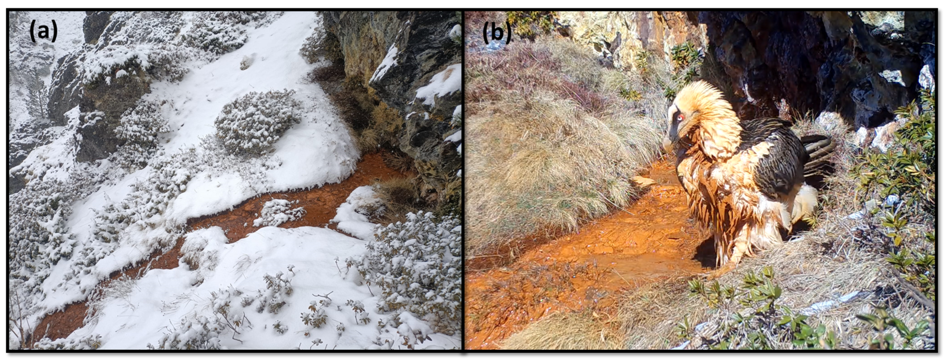 Animals 13 02409 g001 Animals 13 02409 g001