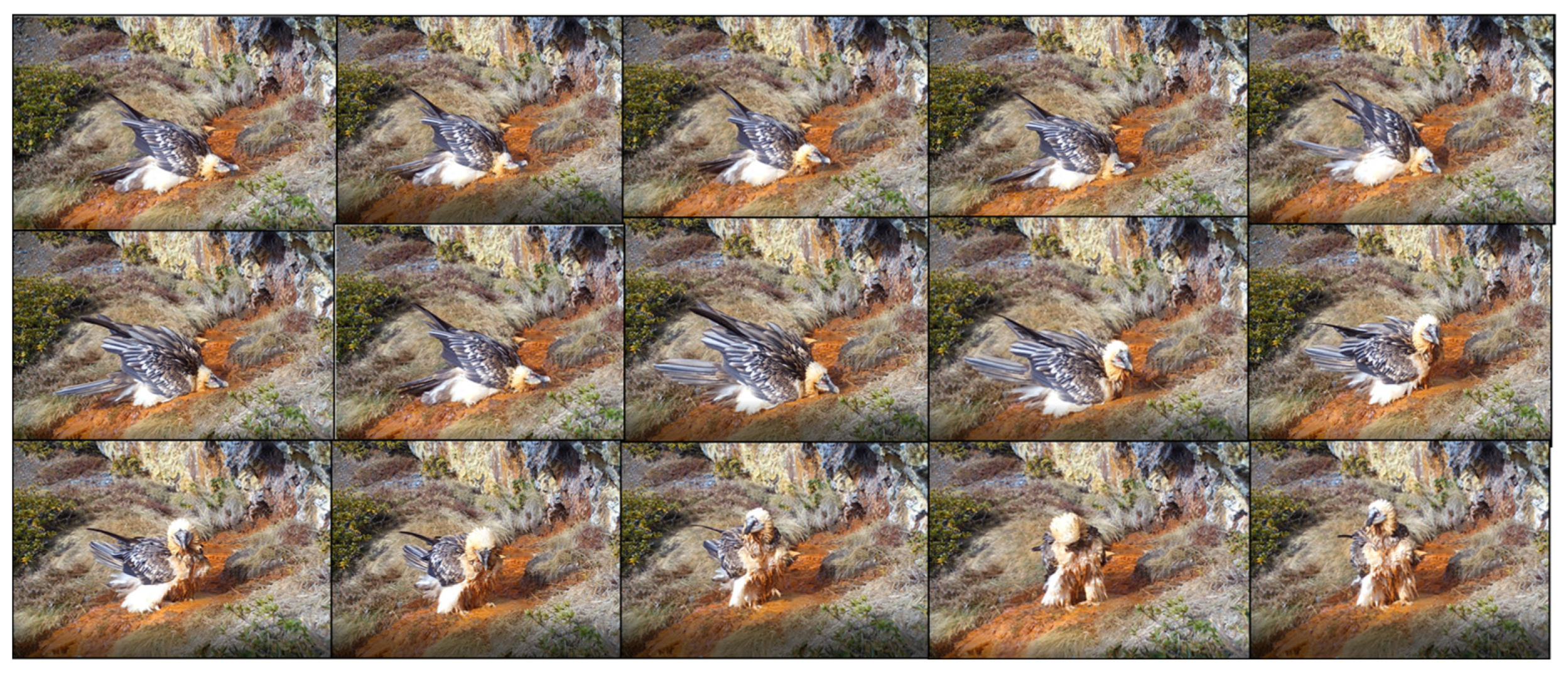 Animals 13 02409 g003 Animals 13 02409 g003