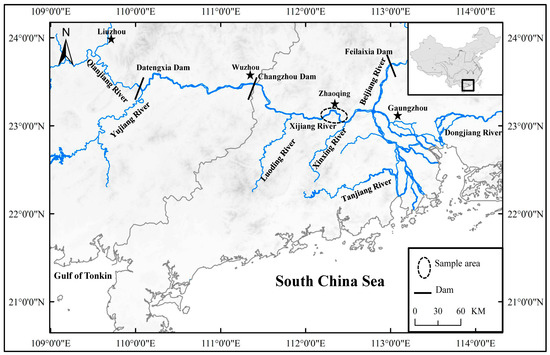 skins ホワイト スキンズ（SKINS）（レディース）タイツ レディース SERIES 1