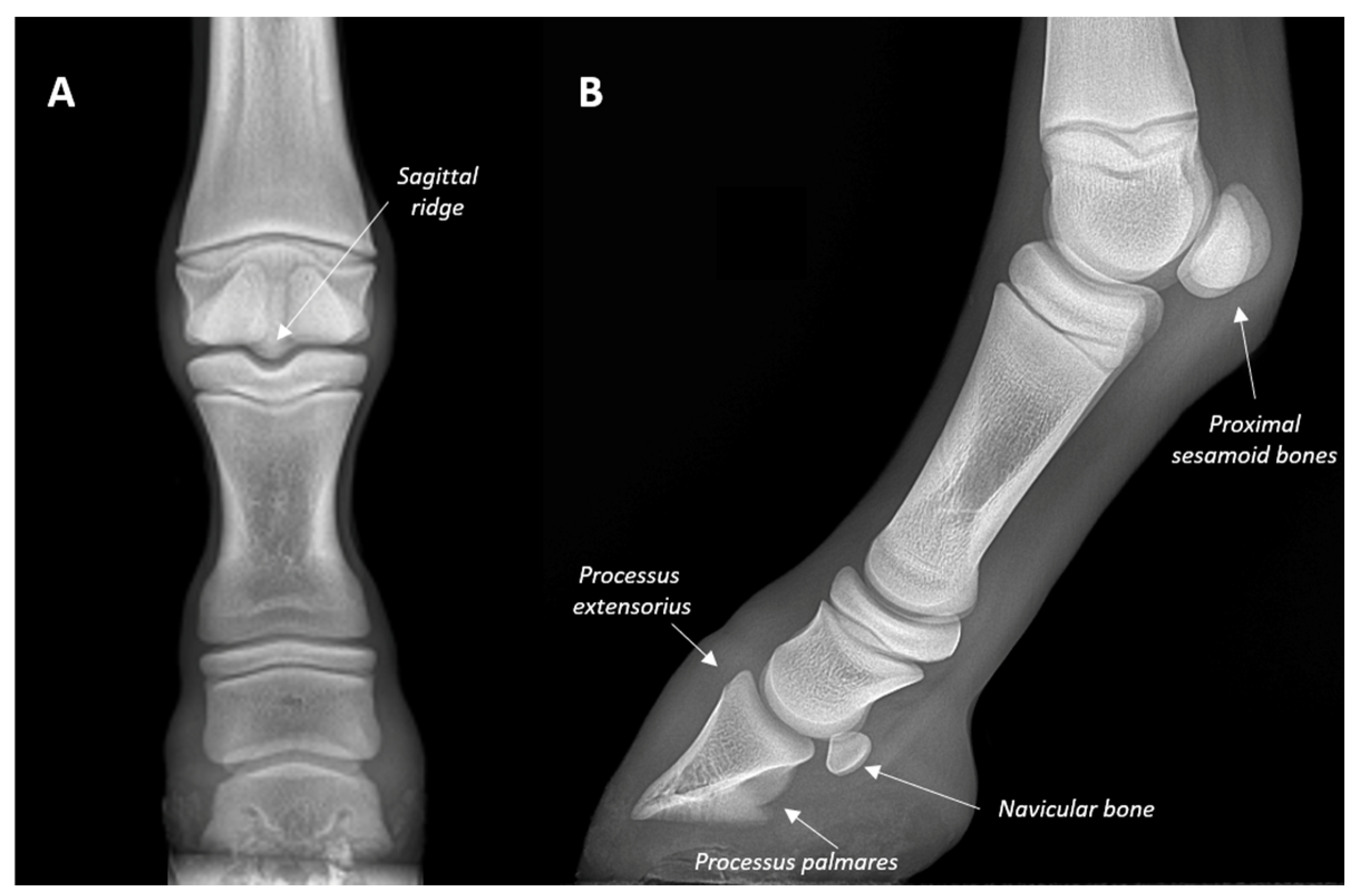 Animals | Free Full-Text | Radiographic Appearance of the Fore Digit and  Carpal Joint in the Mule Foal from Birth to 3 Months of Age