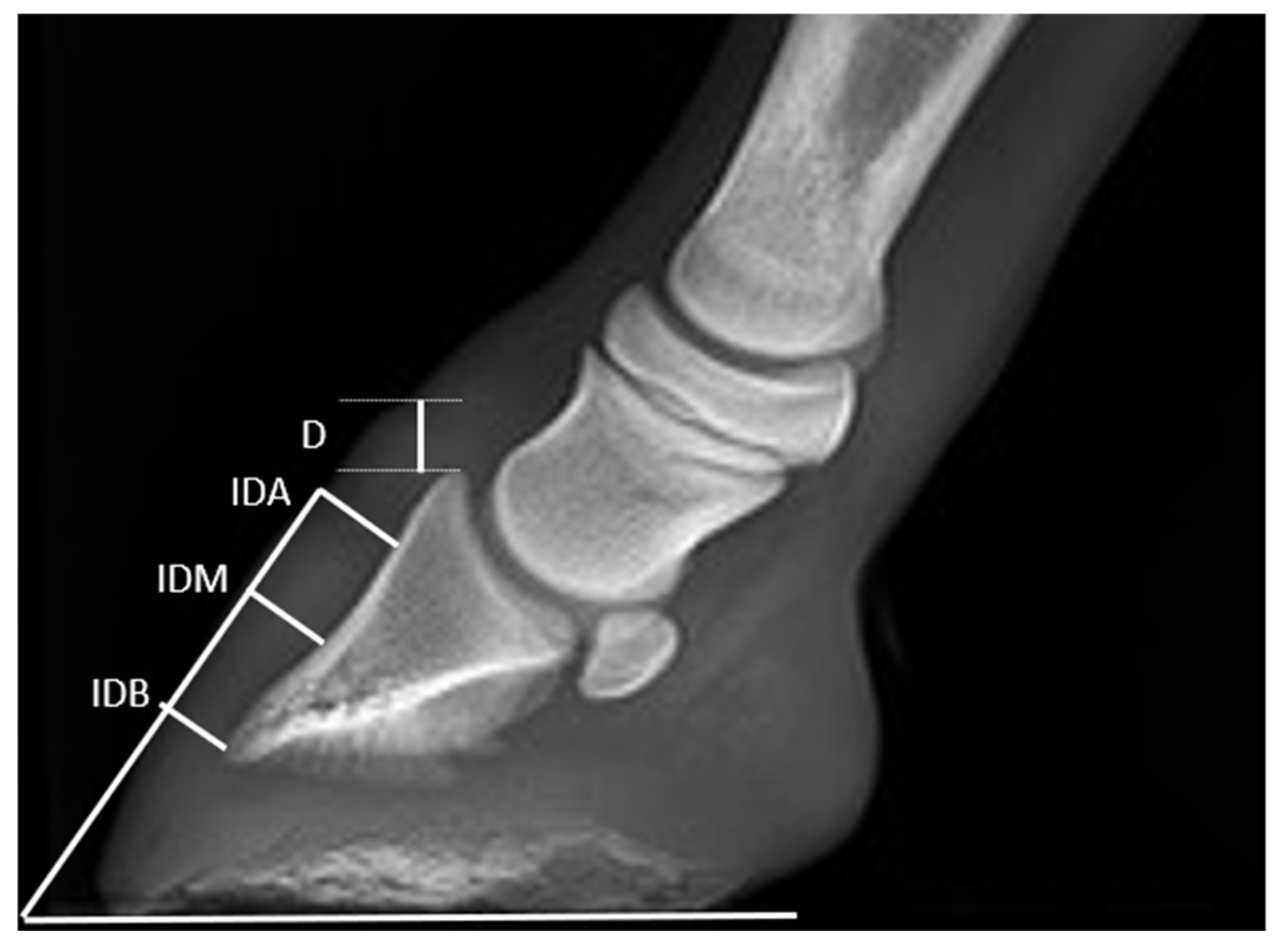 Animals | Free Full-Text | Radiographic Appearance of the Fore Digit and  Carpal Joint in the Mule Foal from Birth to 3 Months of Age