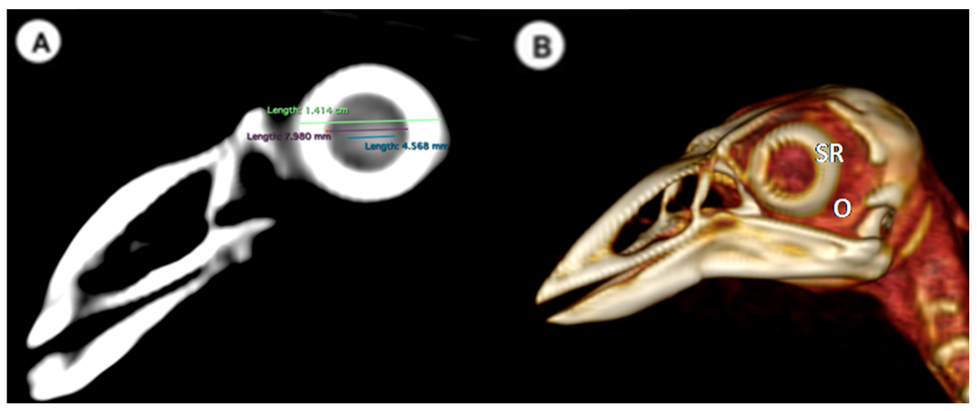 Animals 13 02418 g001 Animals 13 02418 g001