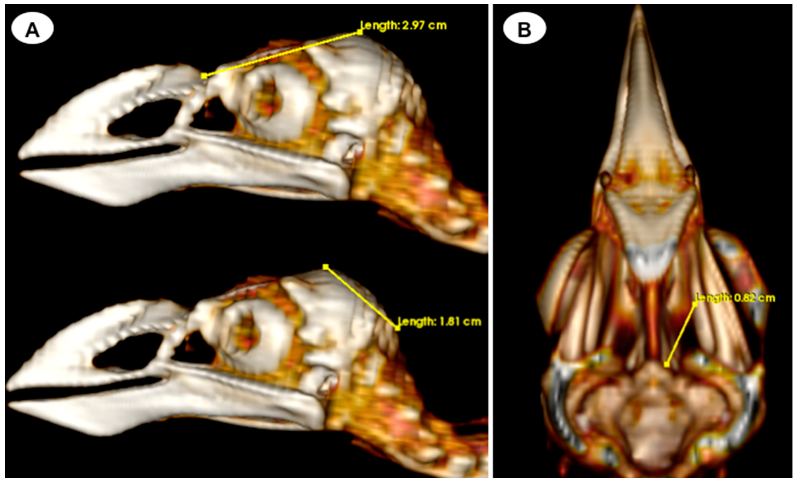 Animals 13 02418 g005 Animals 13 02418 g005