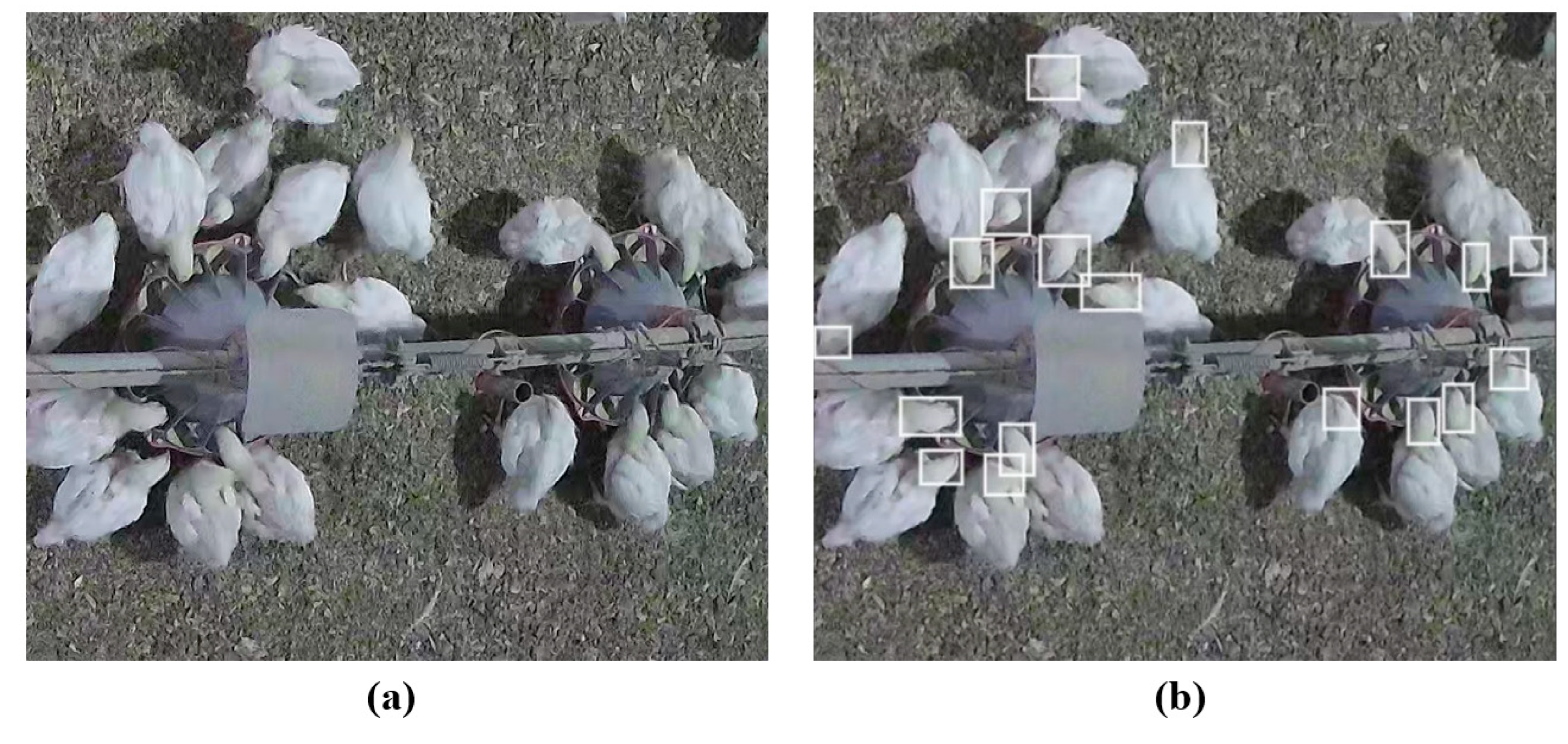 Animals 13 02428 g001