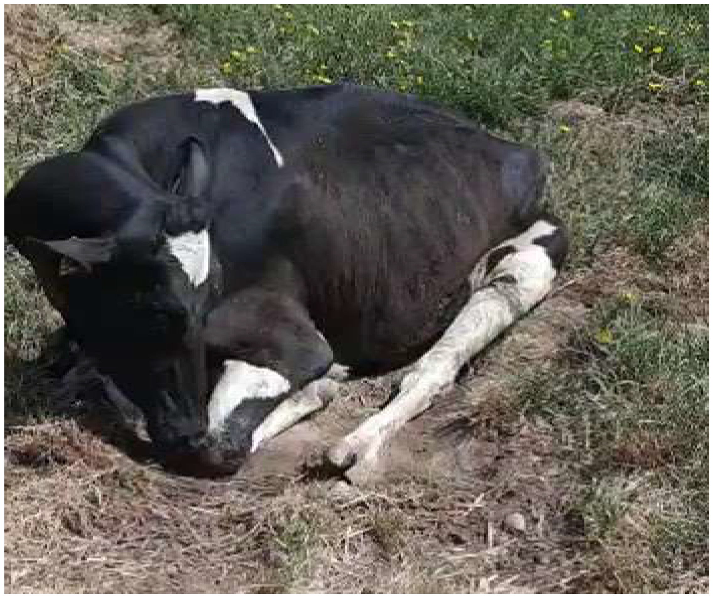 Animals 13 02435 g001