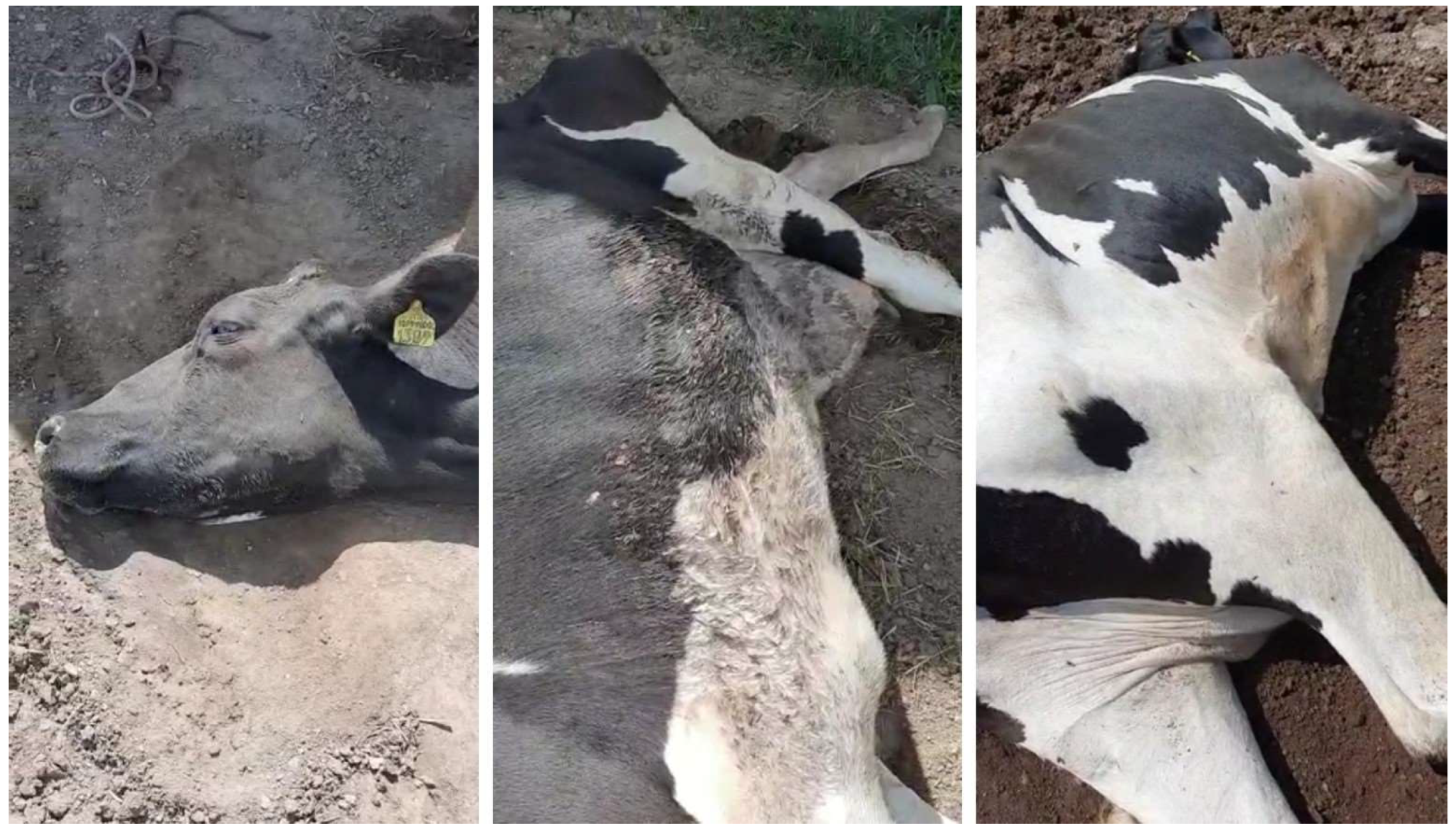 Animals 13 02435 g002