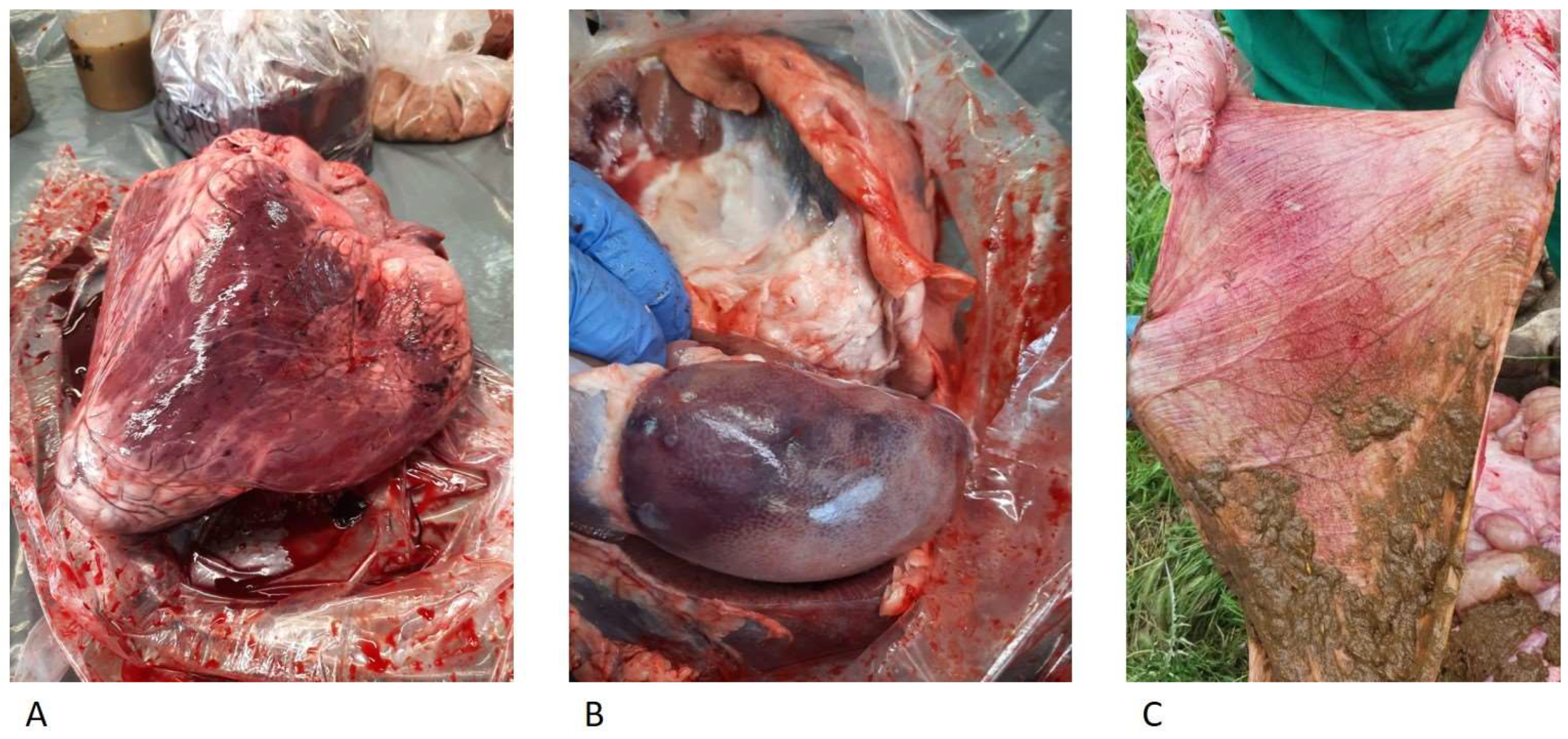 Animals 13 02435 g003