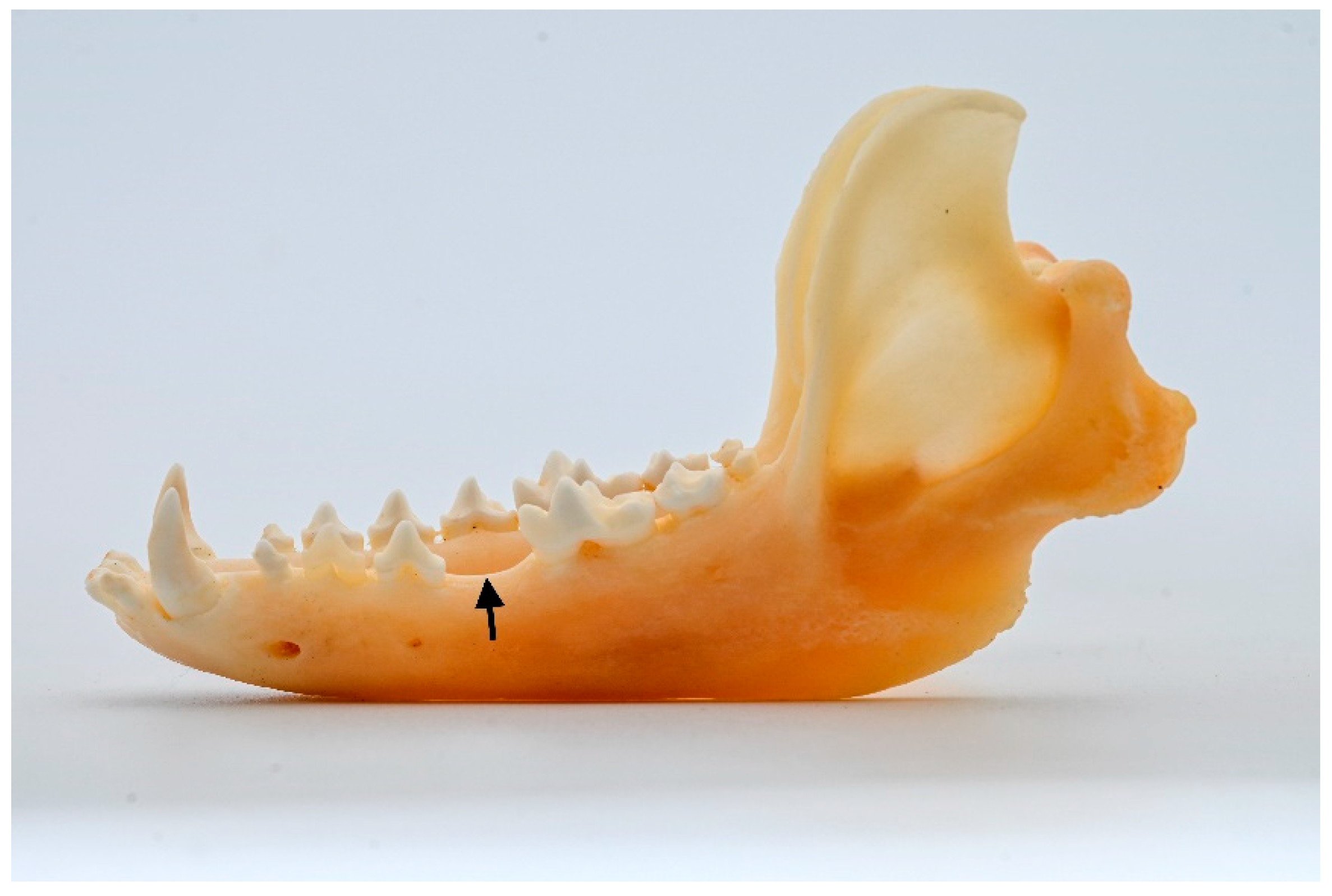 Animals 13 02437 g002