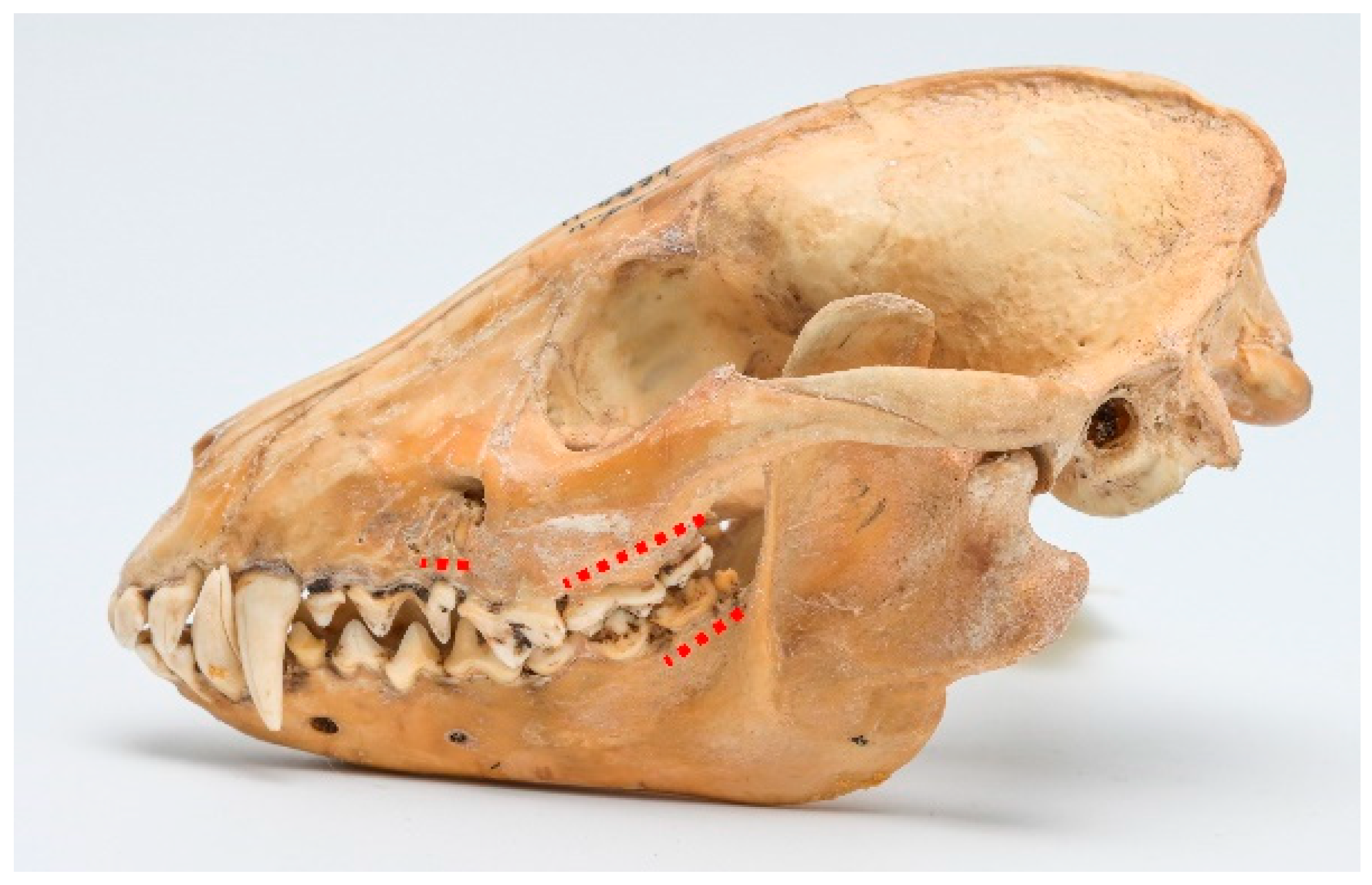 Animals 13 02437 g003