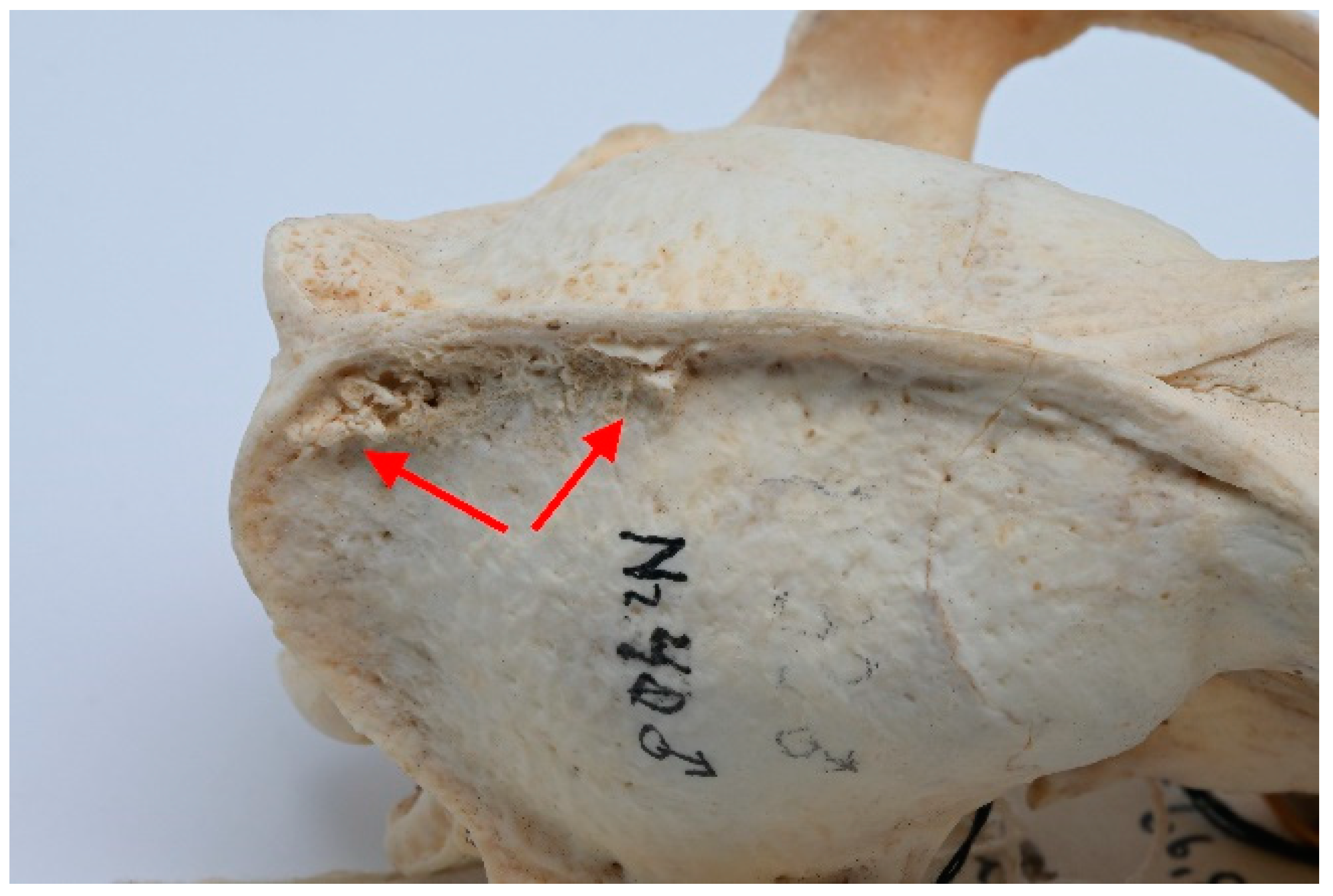 Animals 13 02437 g006