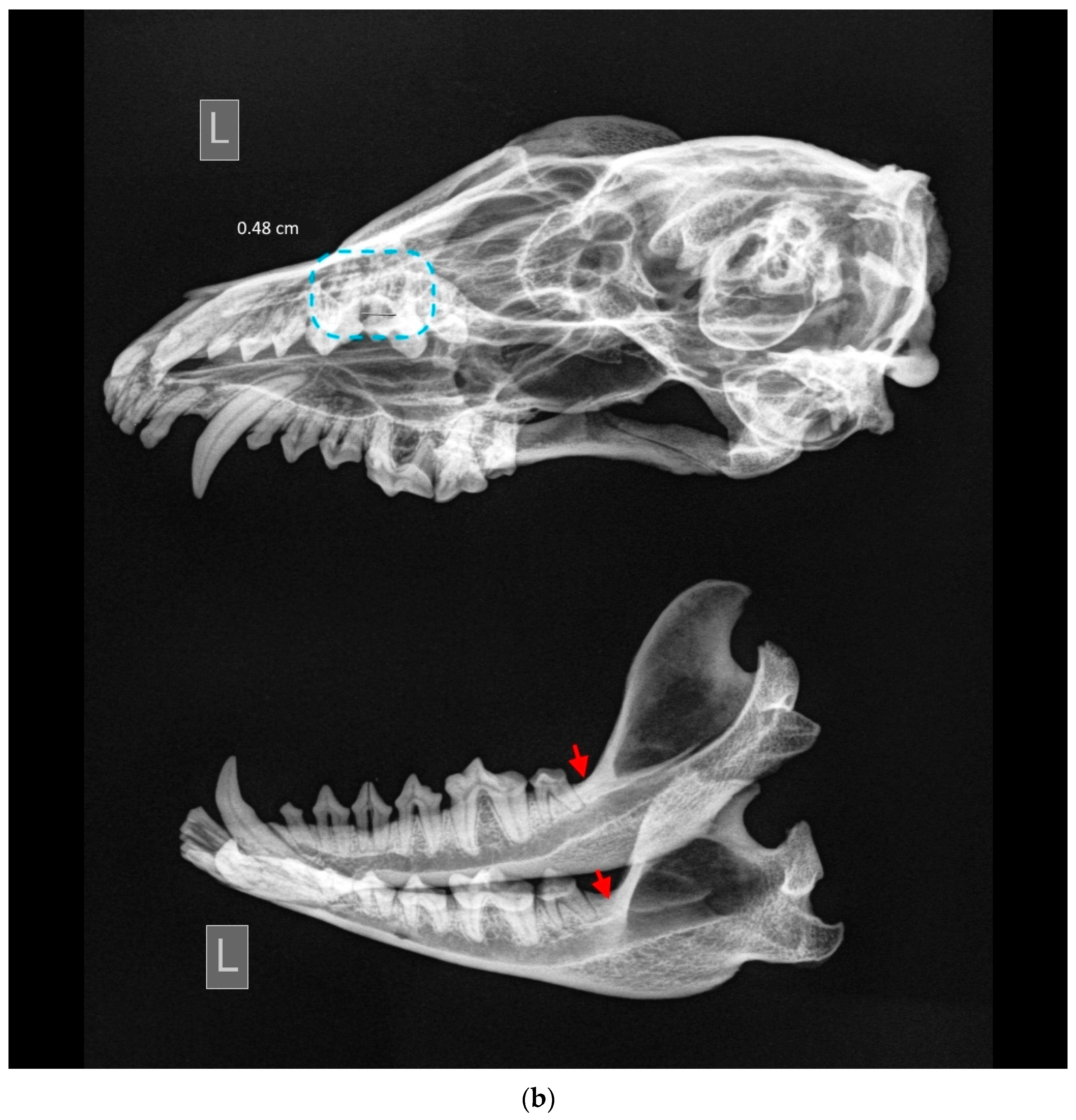 Animals 13 02437 g007b