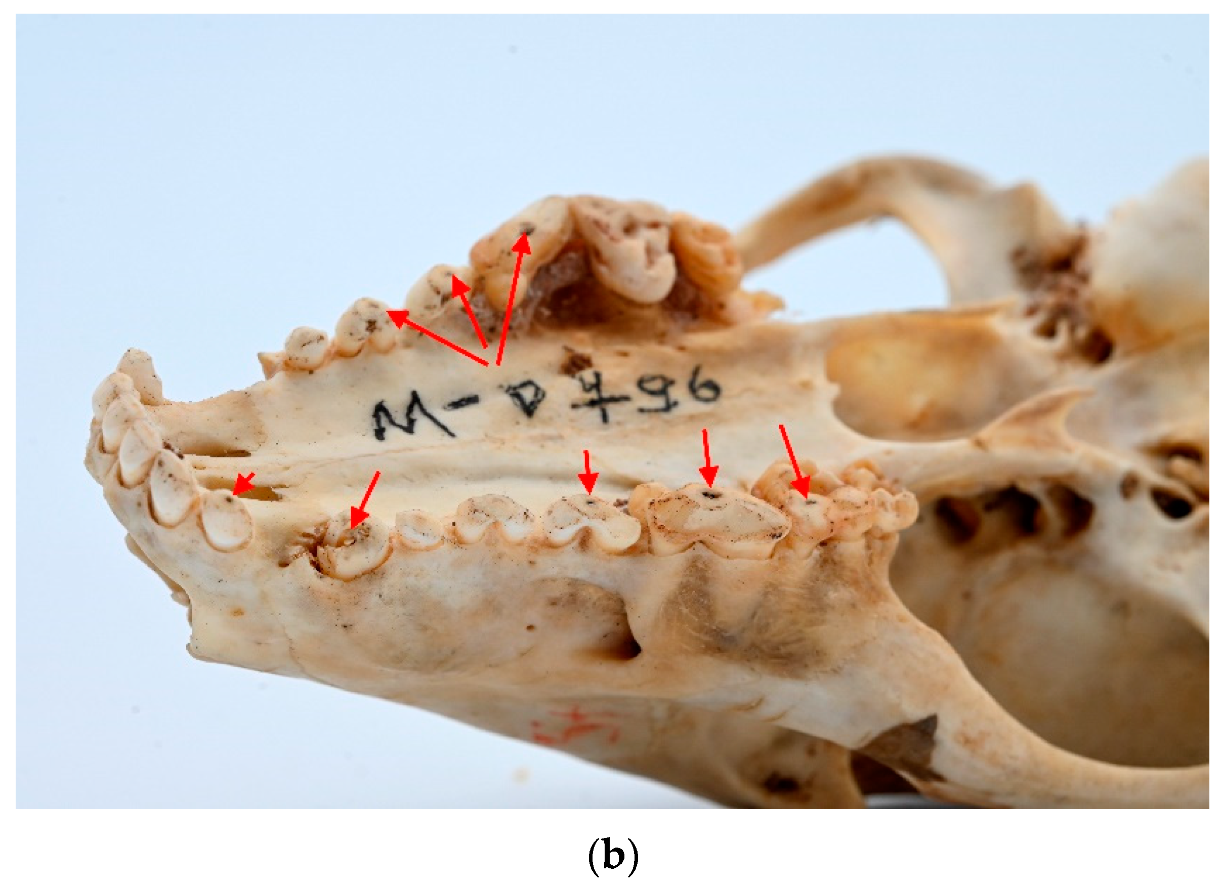 Animals 13 02437 g009b