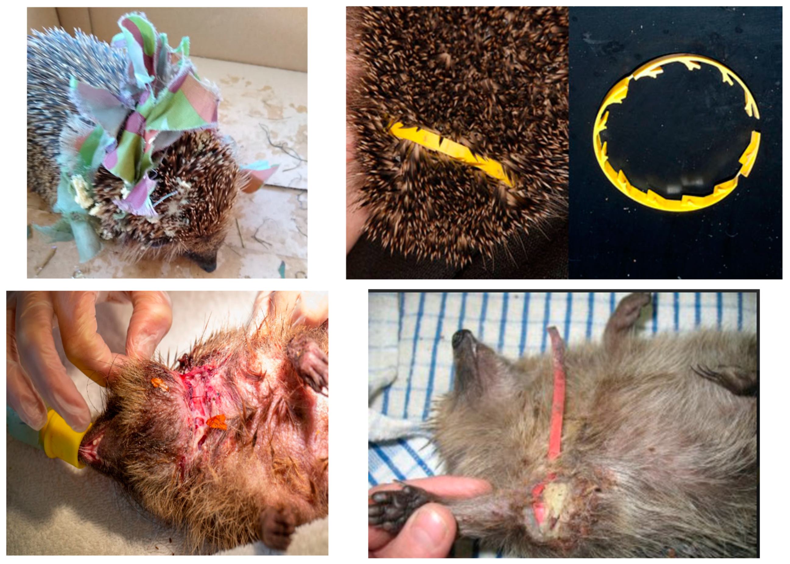 Animals 13 02448 g0a1