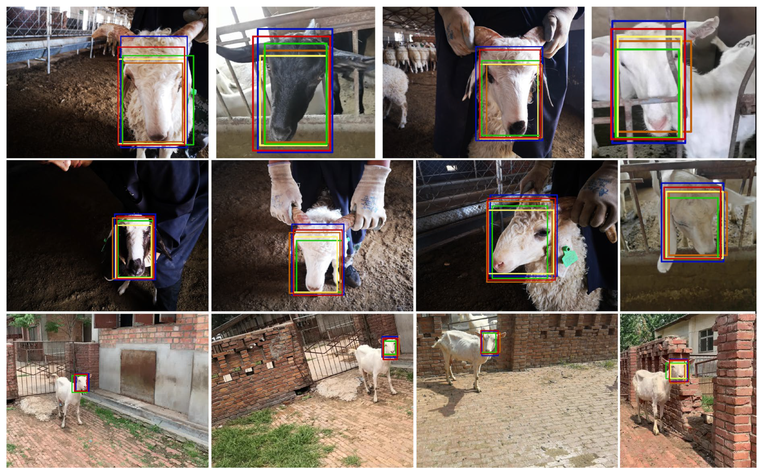 Animals 13 02458 g006