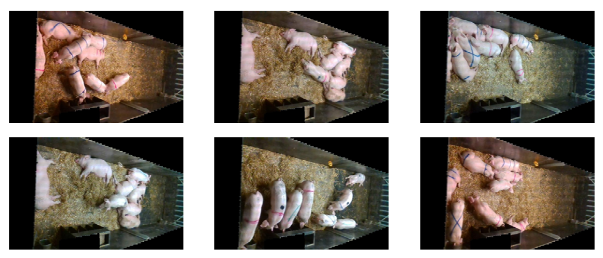 Animals 13 02472 g003