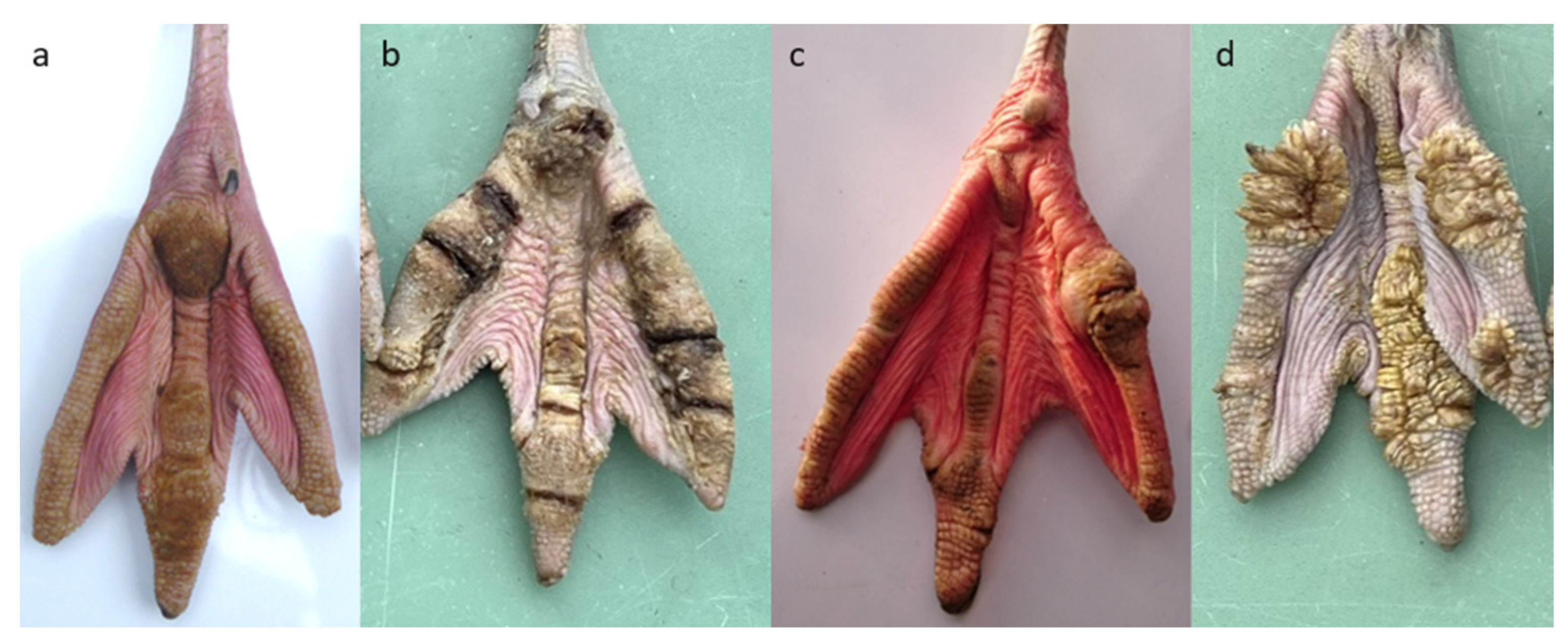 Animals 13 02483 g001 550