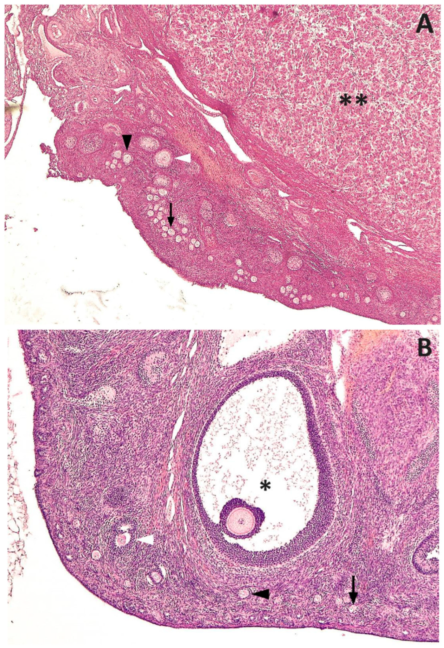 Animals 13 02511 g001 Animals 13 02511 g001