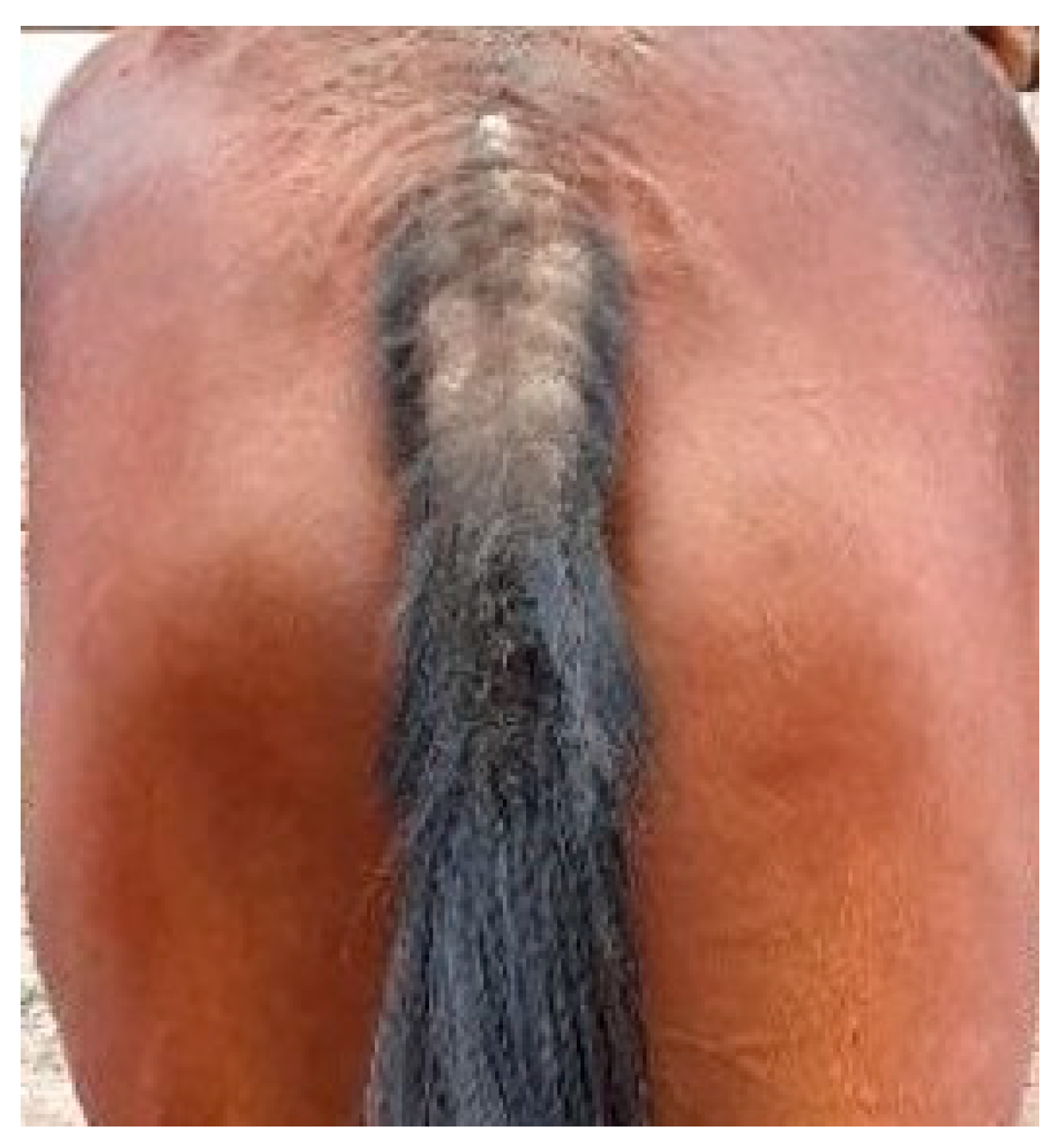 Animals 13 02514 g003